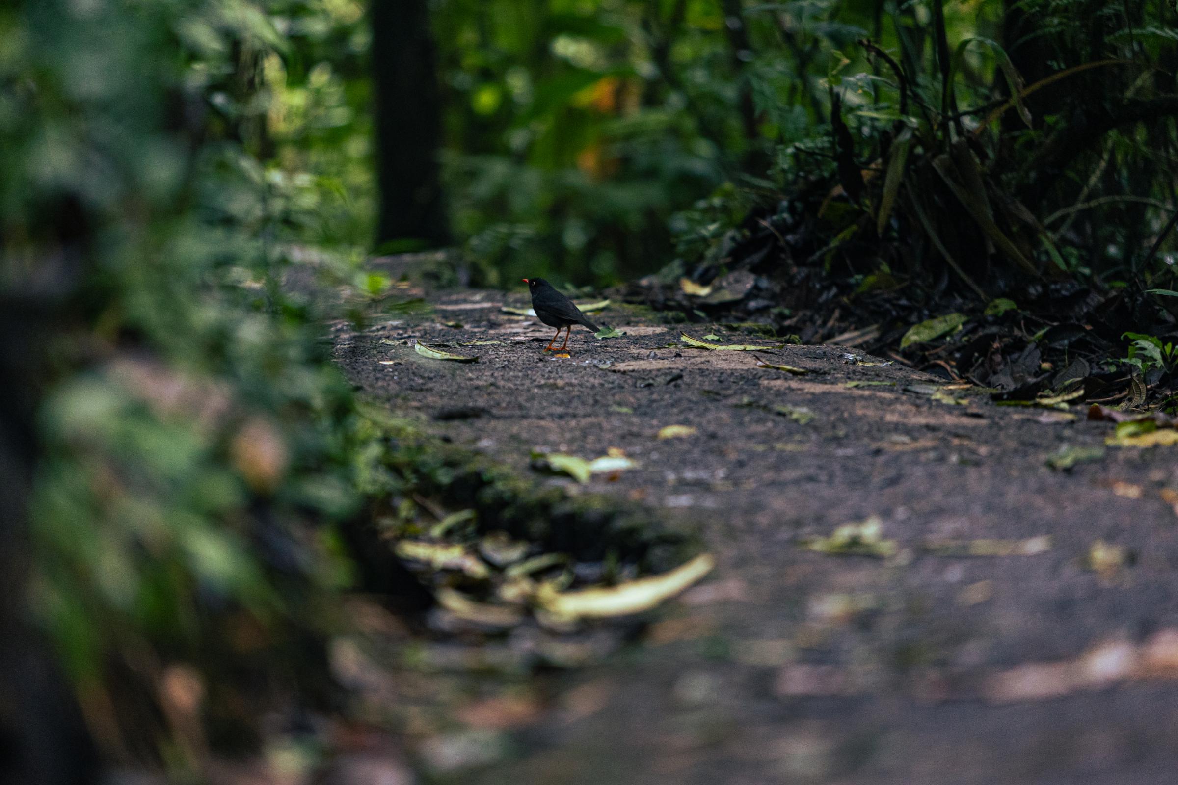 Nature