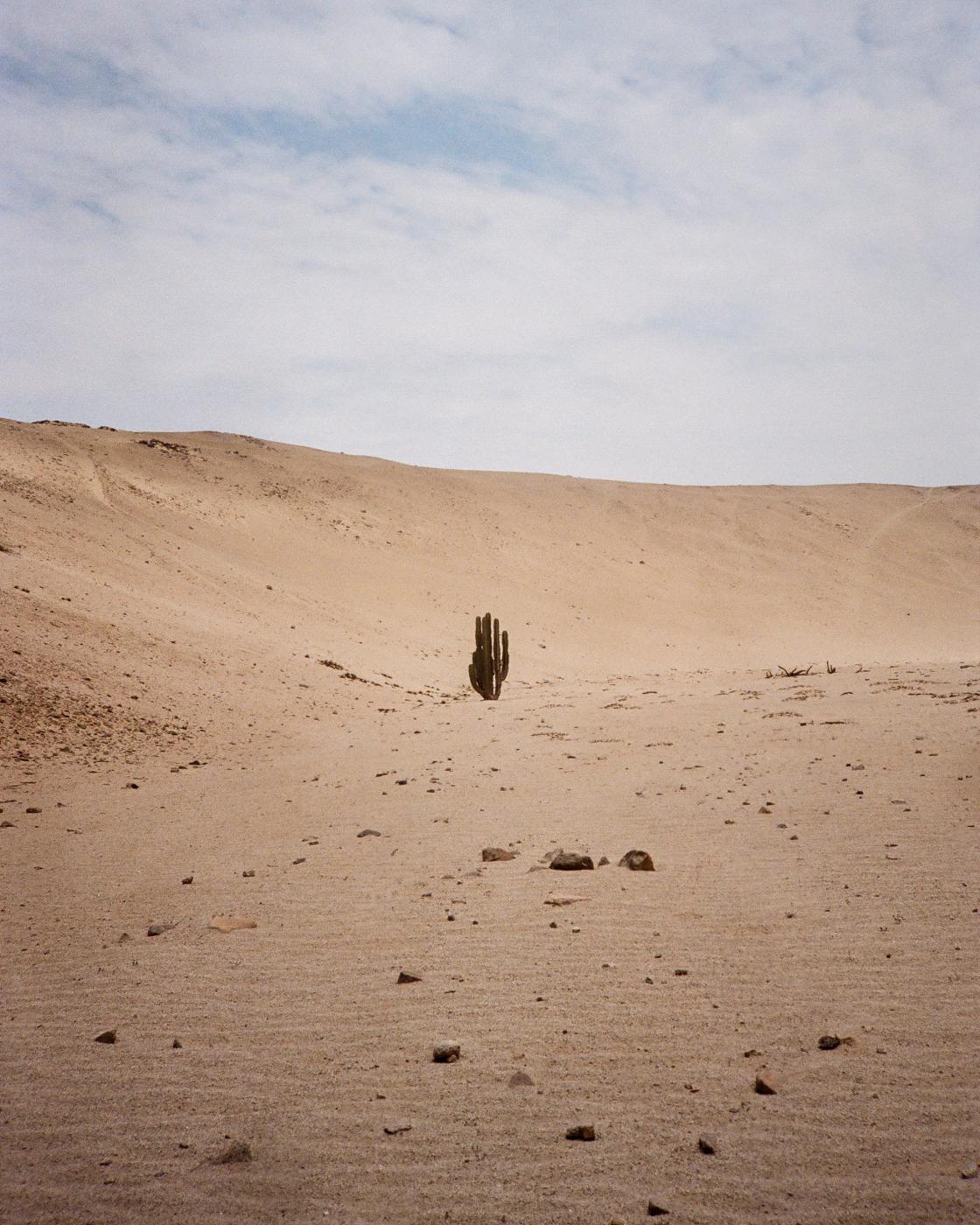 Drought -  A lone cactus stands in the sand near Cerro Campana, a testament to the region&#39;s extreme...