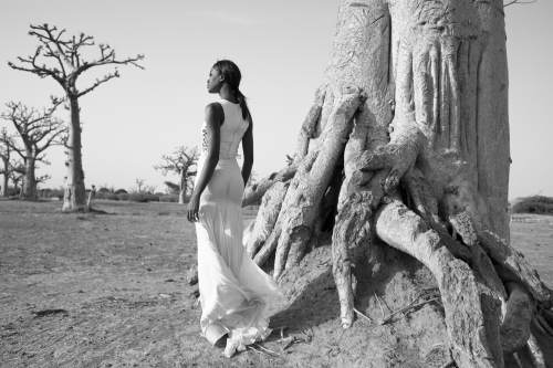 Image from baobab dream