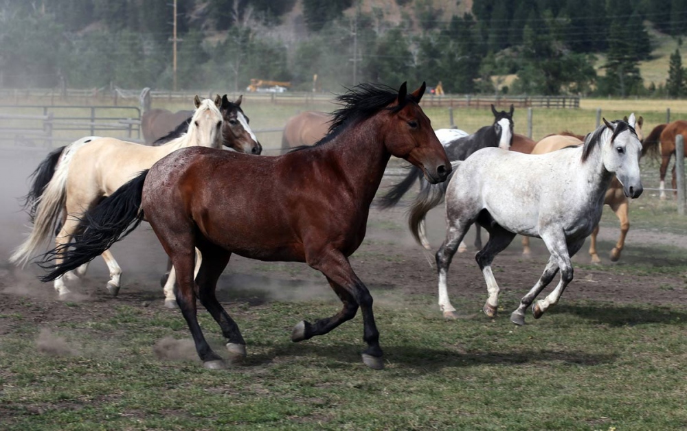  Horses from the Flying D Ranch run freely on the ranch near Bozeman. 