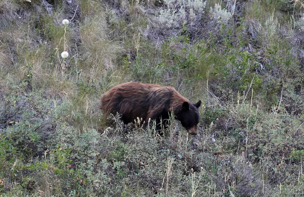  A young Grizzly bear (Ursus arctos) search for food in the Flathead National Forest near Kalispell. 
