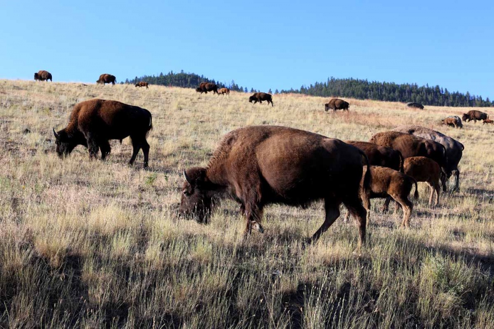  Bison graze on the grasses and sedges of the Montana prairie near Shelby. 