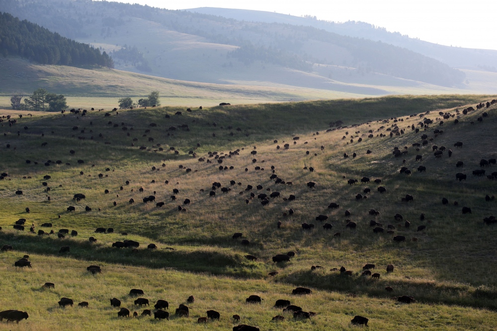 Montana - A portion of the Flying D's Ranch 5,000-head bison herd...