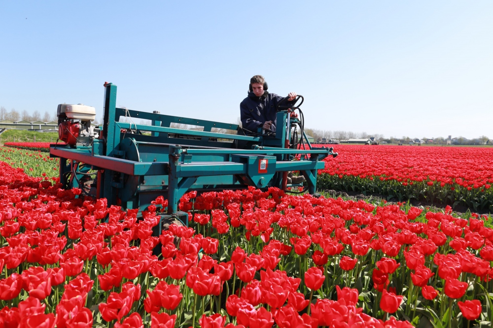  A Young Polish migrant worker cut tulip heads on a field near Alkmaar, Nord-Holland. 