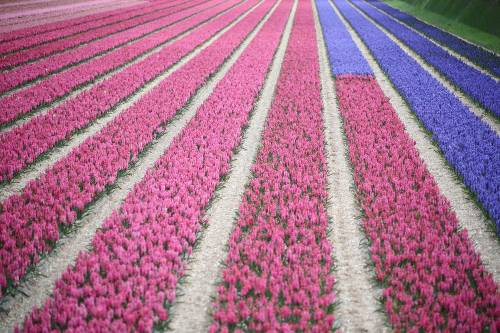  A field of pink and purple hibiscus is seen near Lisse, Netherlands. 