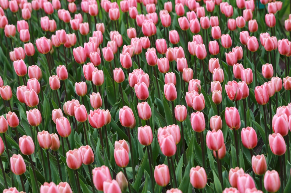   TheÂ Tulip, one of the most accurate and beautiful signs of the arrival of Spring, is theÂ national flower of the Netherlands. SinceÂ 1950Â Netherlands has been at the center of the world flower trade and has a good and functional trade system to facilitate the movement of cut flowers, which form a majority of flowers which are traded.Â   