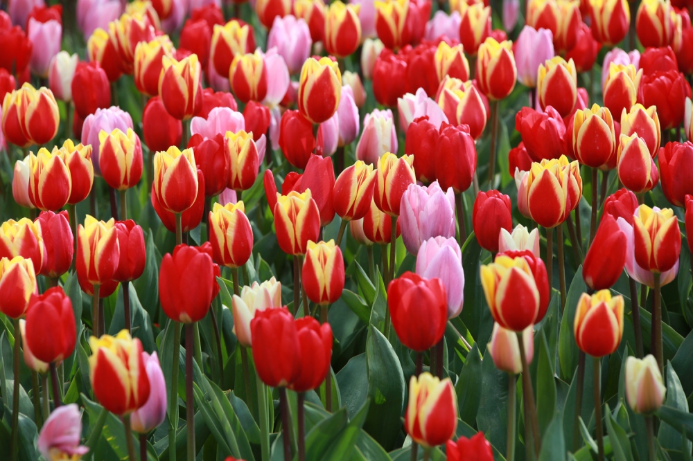  Of the 1,700 varieties of tulips, about 80 percent come from Holland, which exports more than $1 Billion worth of tulips per year. 