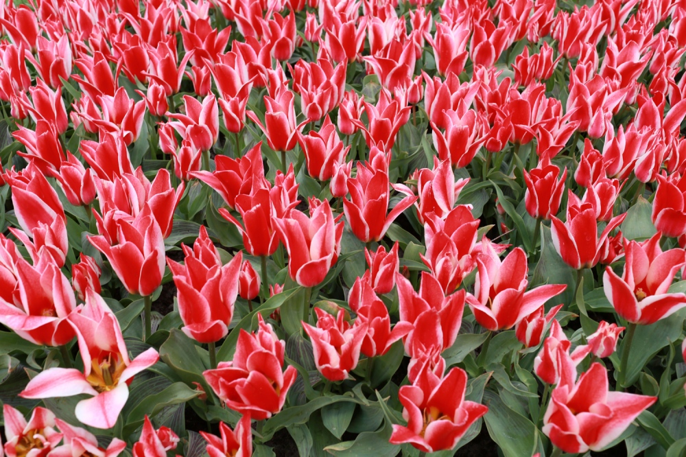  Of the 1,700 varieties of tulips, about 80 percent come from Holland, which exports more than $1 Billion worth of tulips per year. 