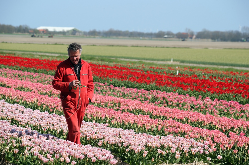  Tulip Grower Pete Fesser, tend to his tulip field near Anna Paulowna, Nord-Holland. 