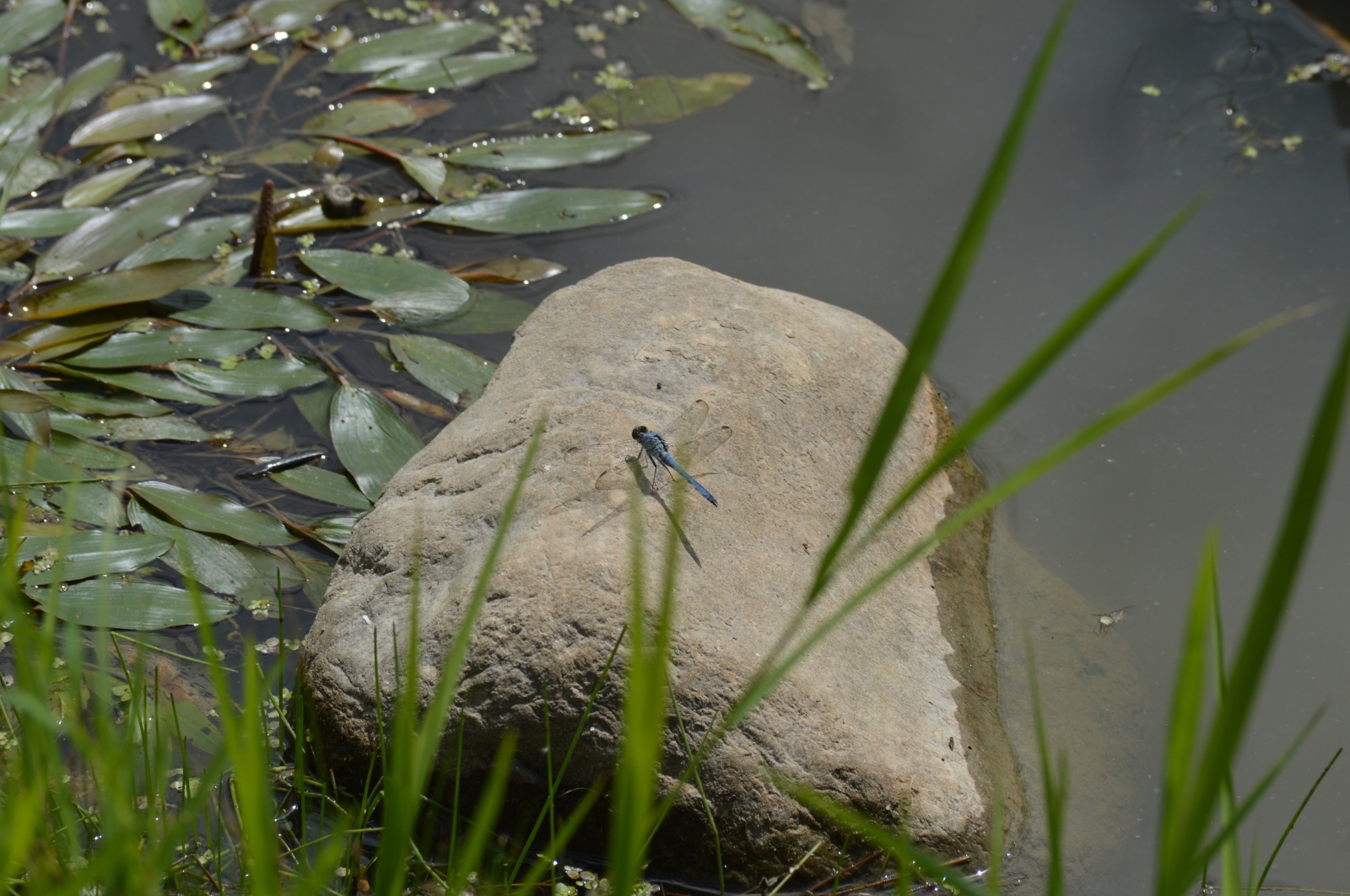 Life at the Pond - ...