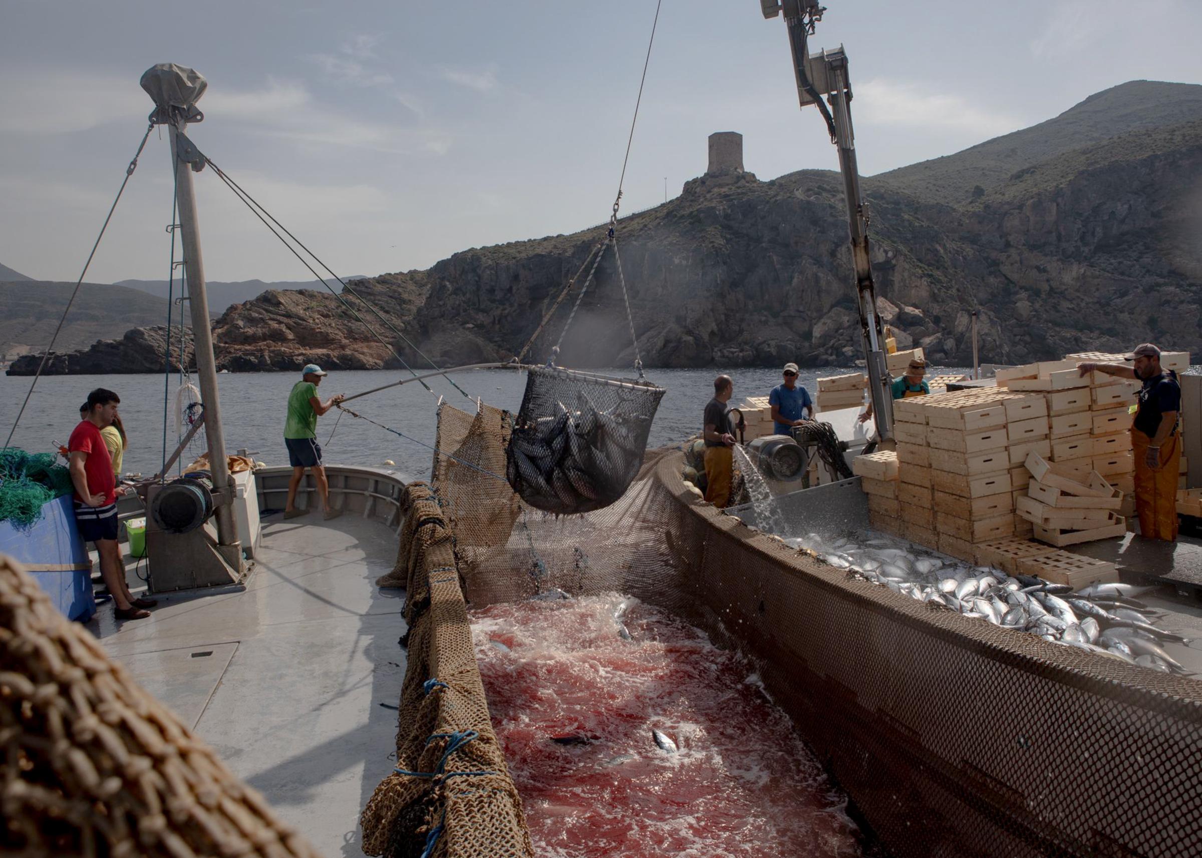 Last Almadraba of the Mediterranean - 