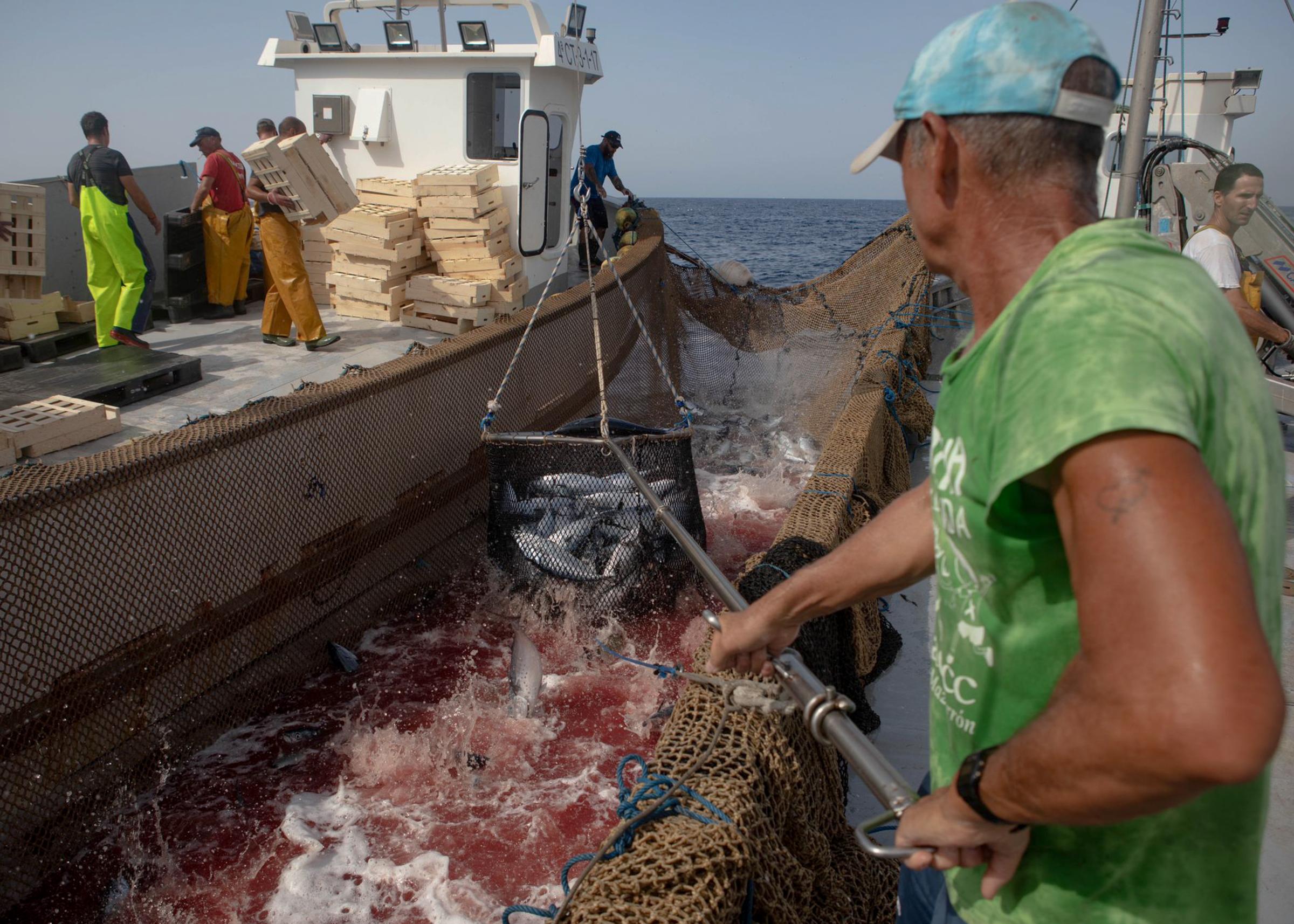 Last Almadraba of the Mediterranean - 