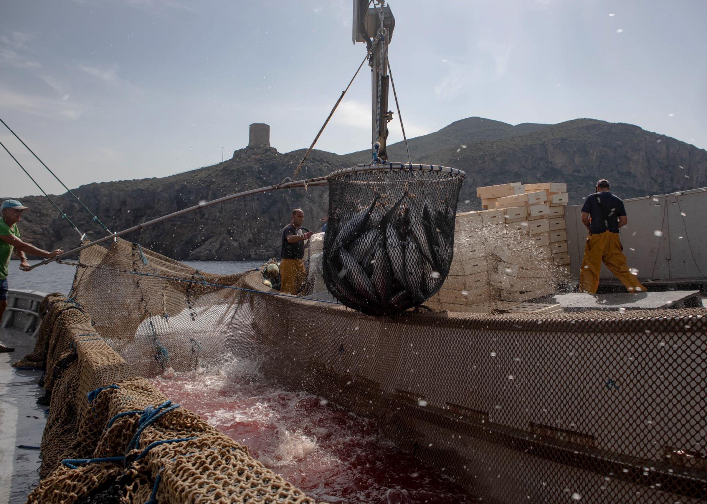 Last Almadraba of the Mediterranean - 