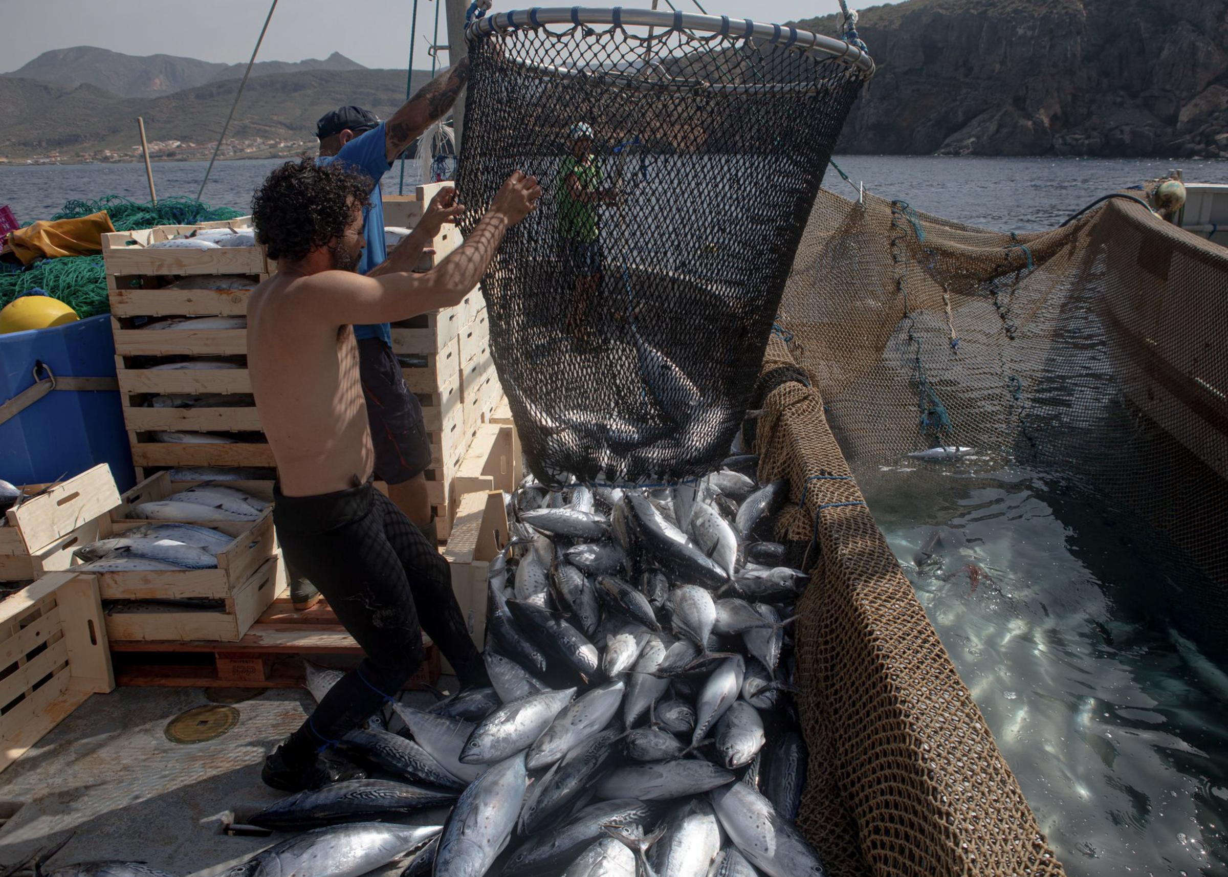 Last Almadraba of the Mediterranean - 