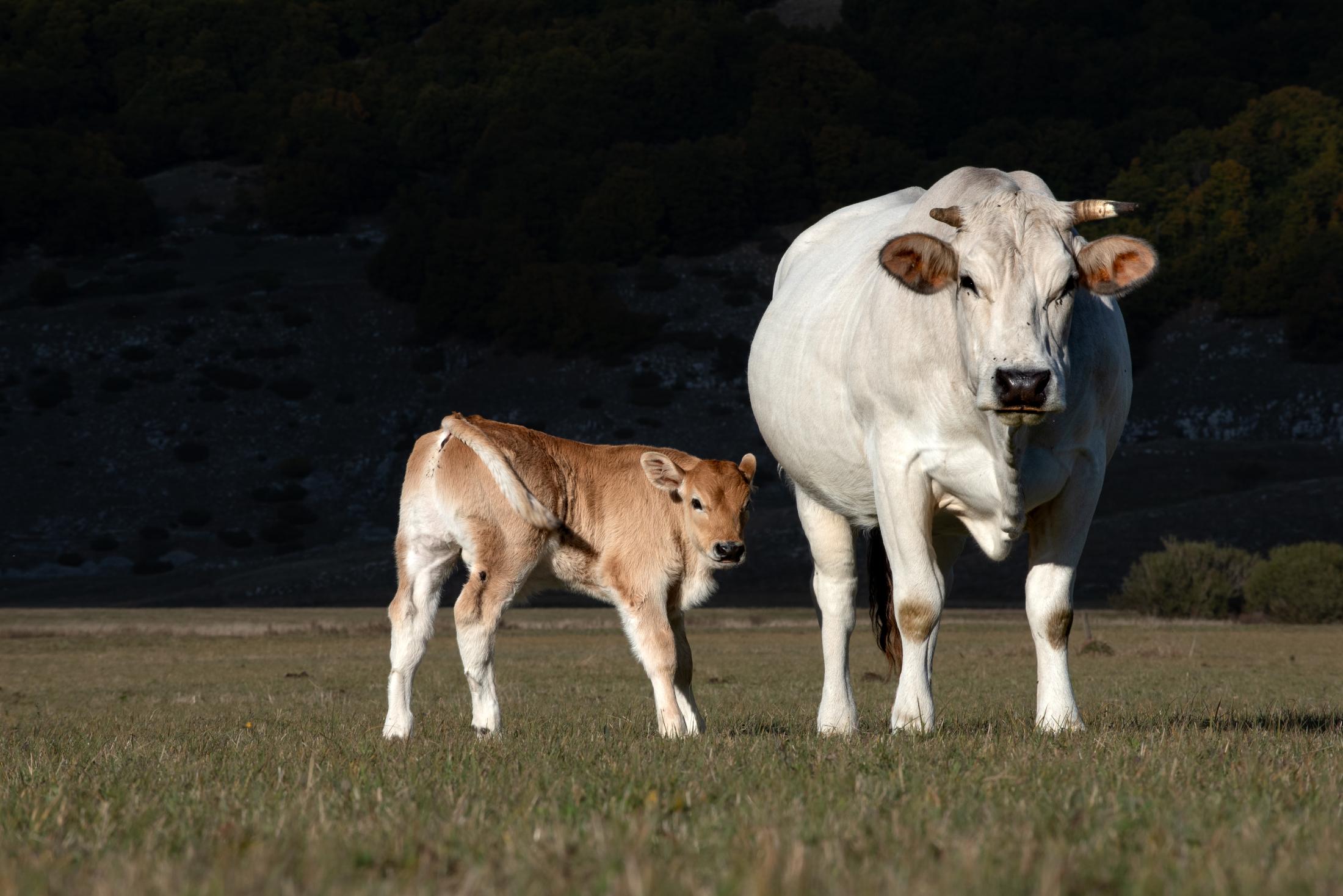 Cow and calf | Buy this image