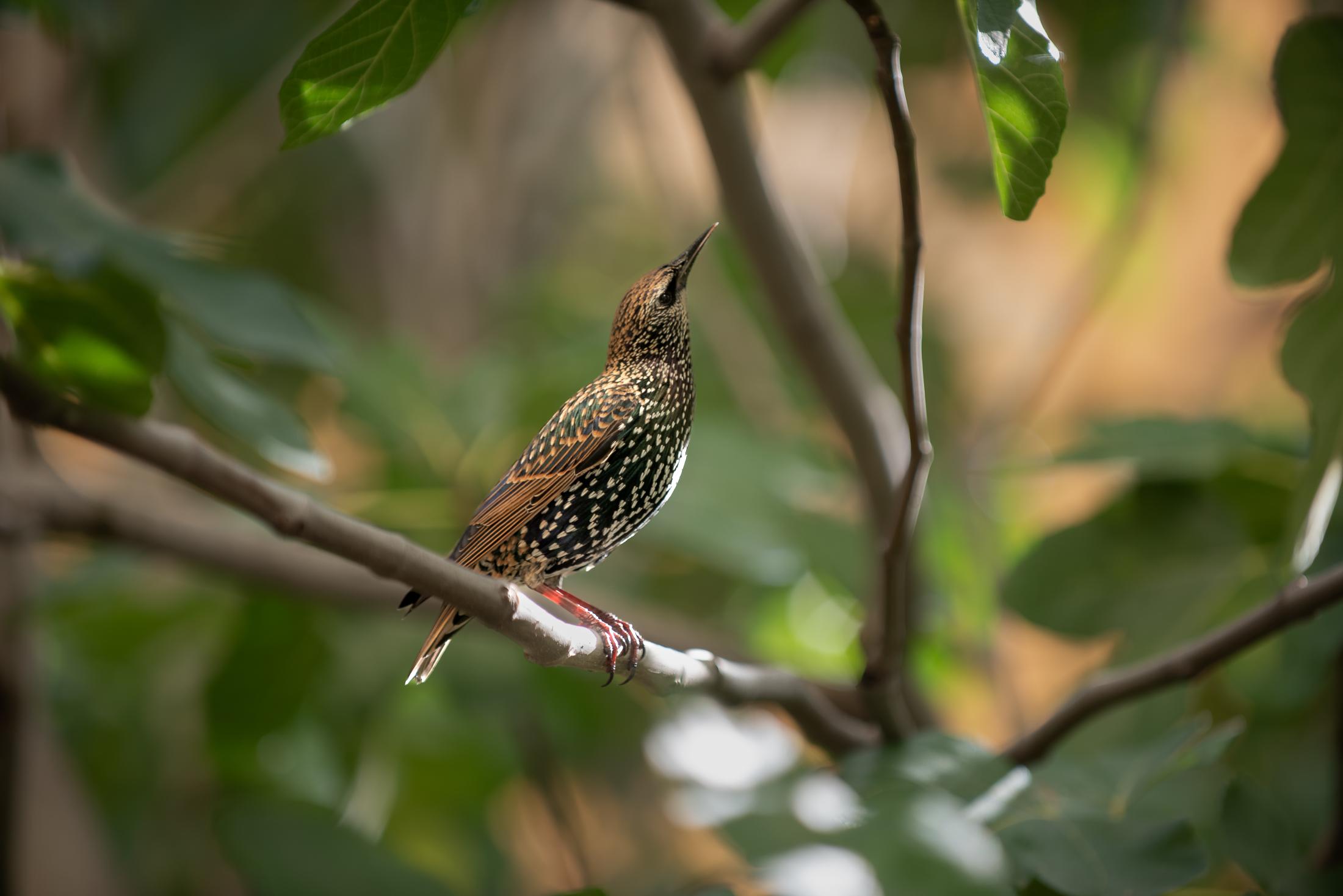 Perching | Buy this image