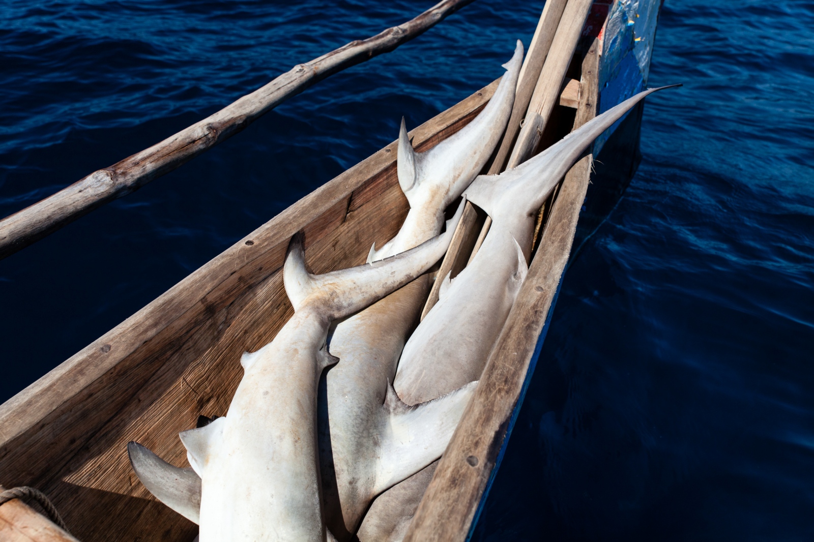 Traditional shark fishing