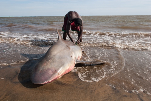 Traditional shark fishing -                 
                