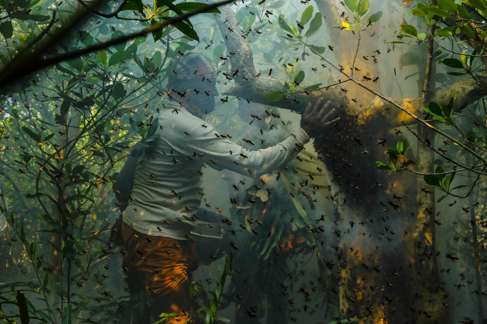 Honey Hunting in Sundarbans