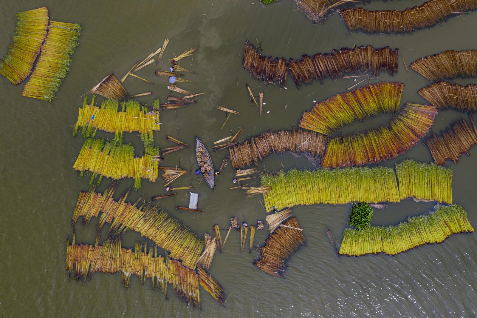 Chalan Beel’s Floating Gold