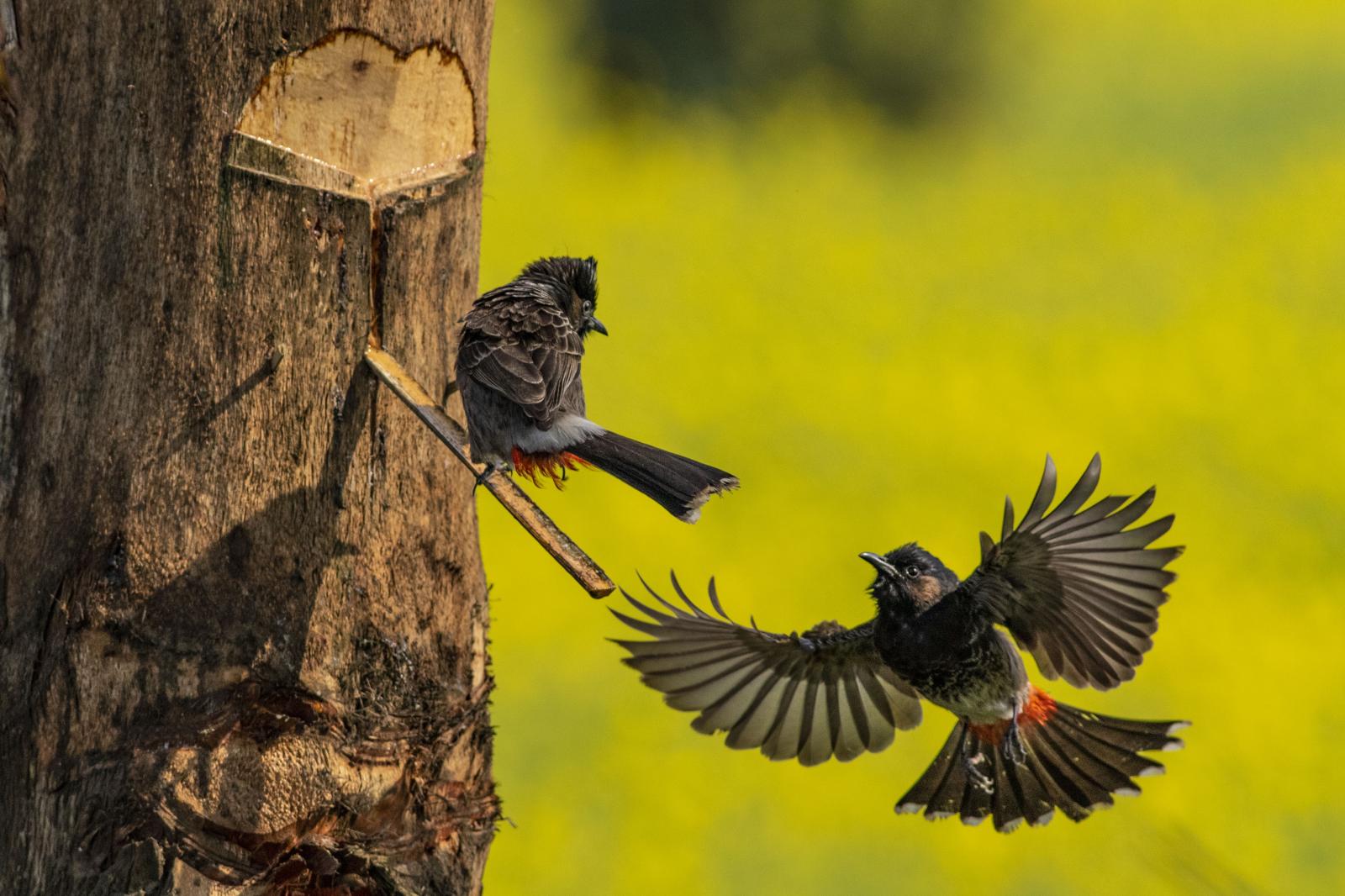 Winter Sweetness and Winged Guest