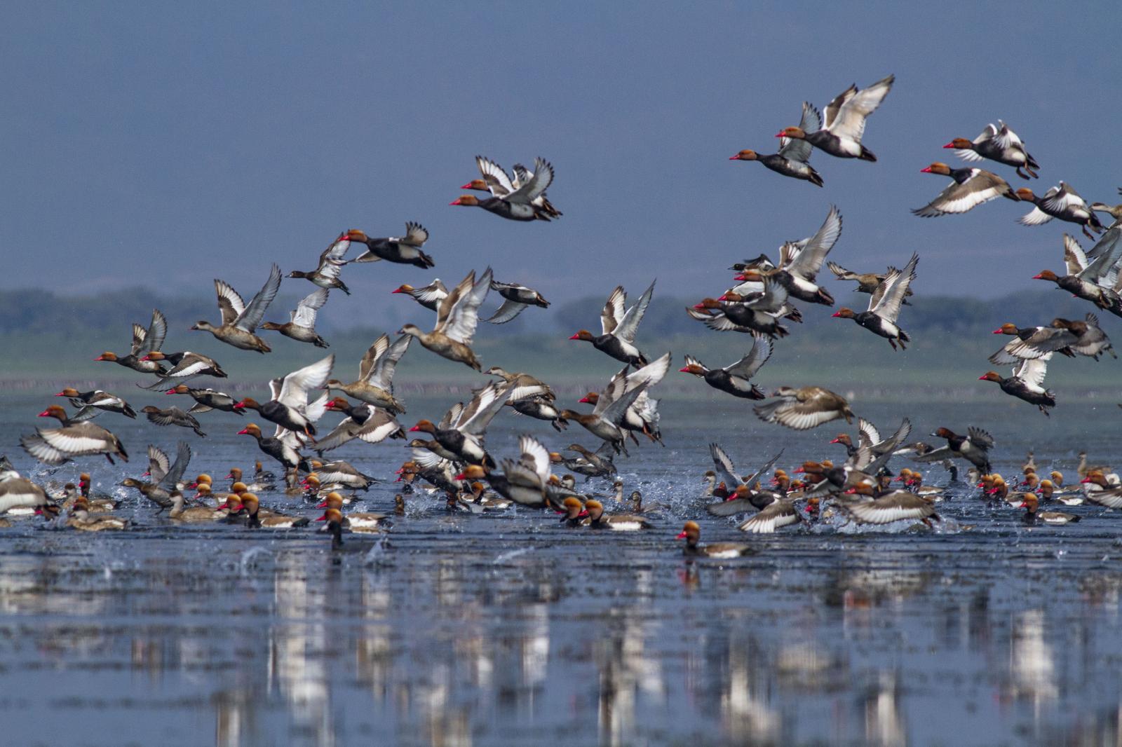 A Symphony of Wings in Sunamganj