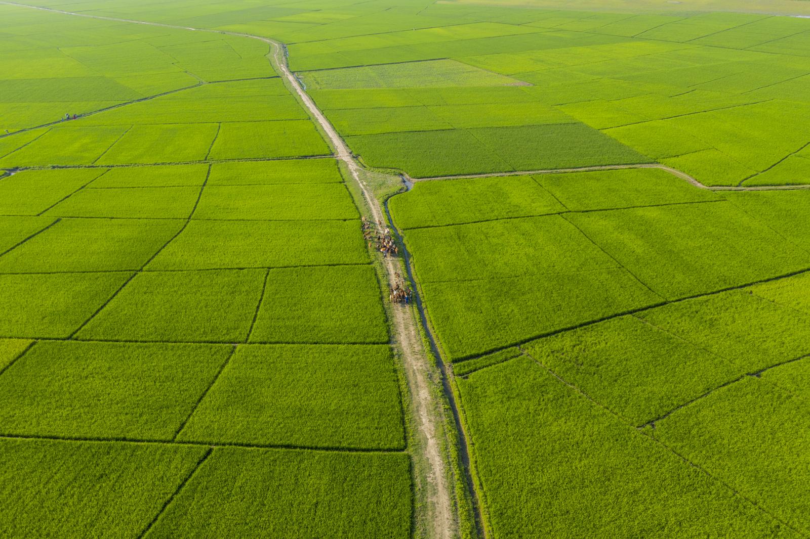 Green Gold of Sunamganj