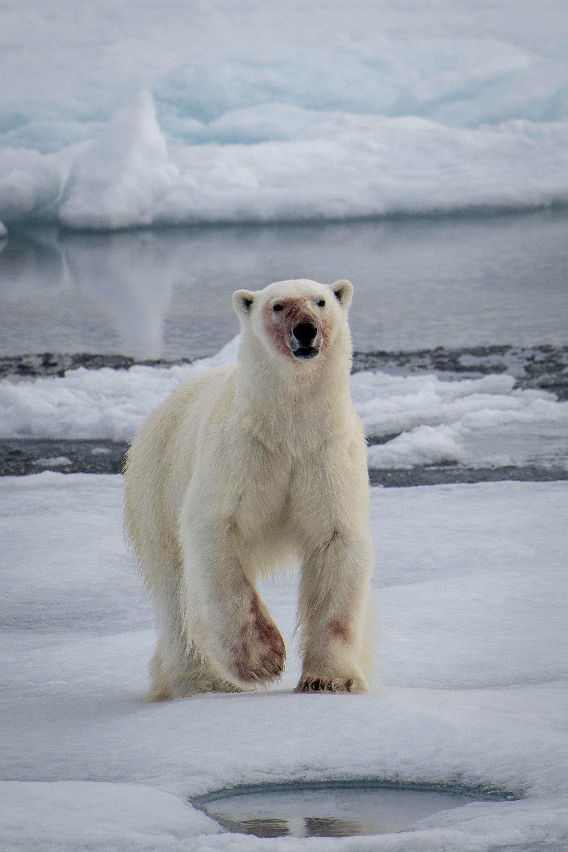 SVALBARD BEARS 1 - 