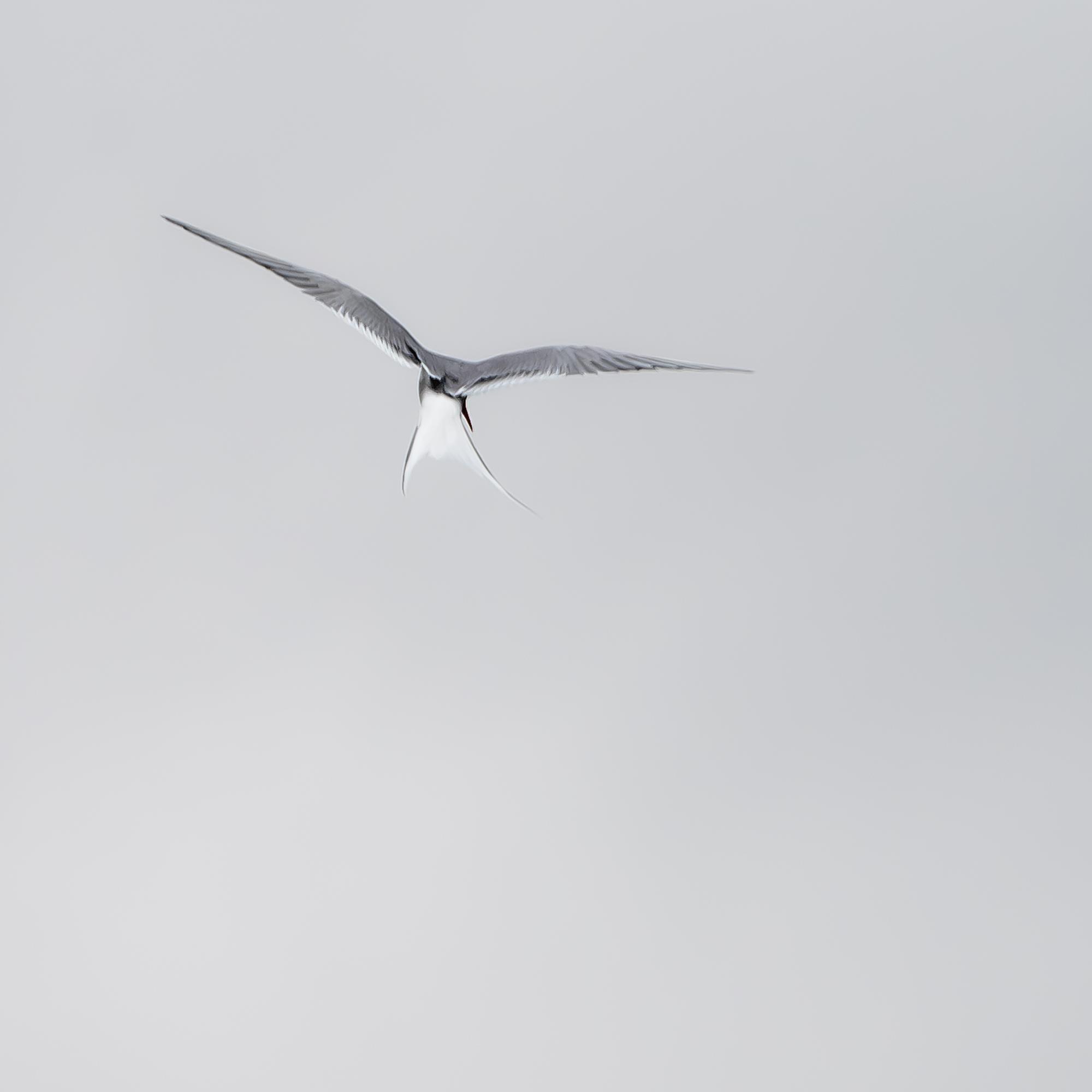 SVALBARD BIRDS - 
