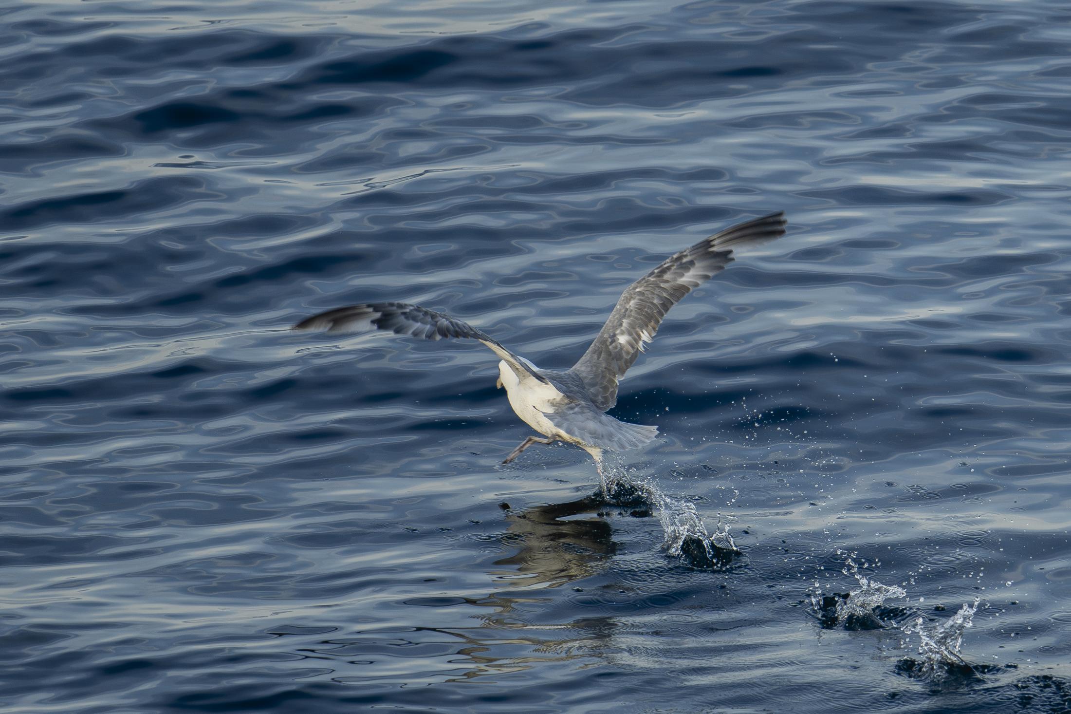 SVALBARD BIRDS