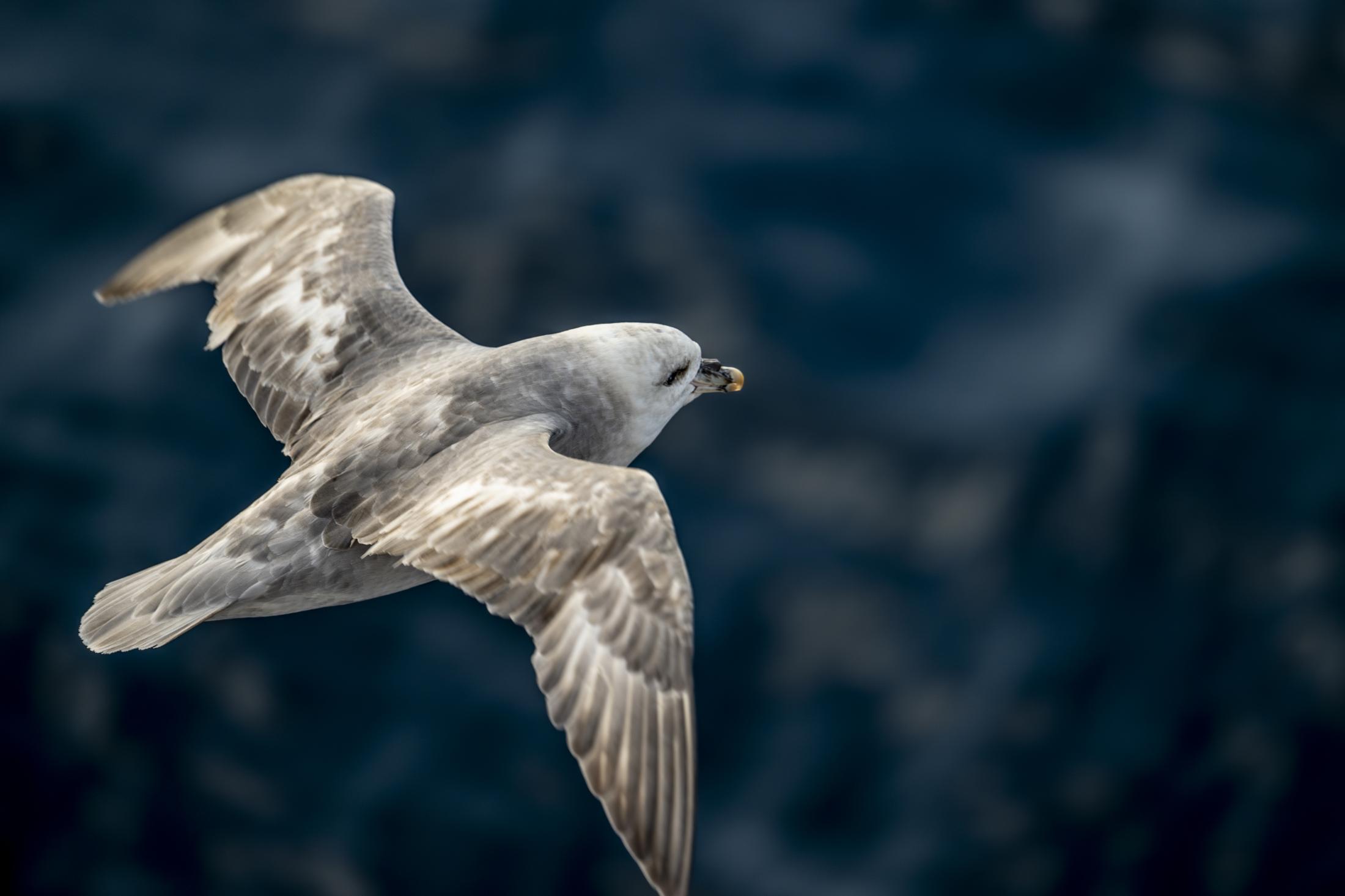 SVALBARD BIRDS