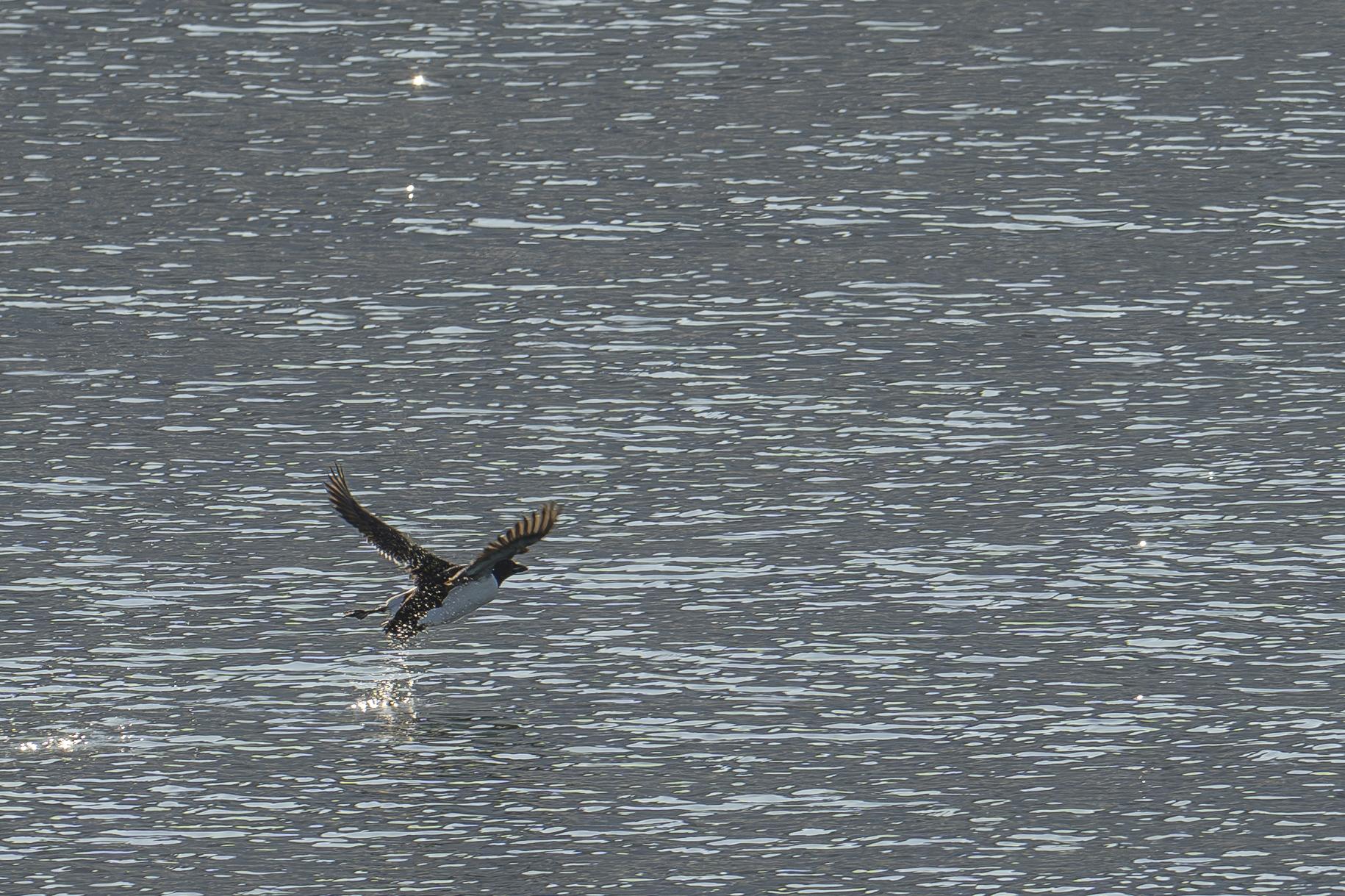 SVALBARD BIRDS - 