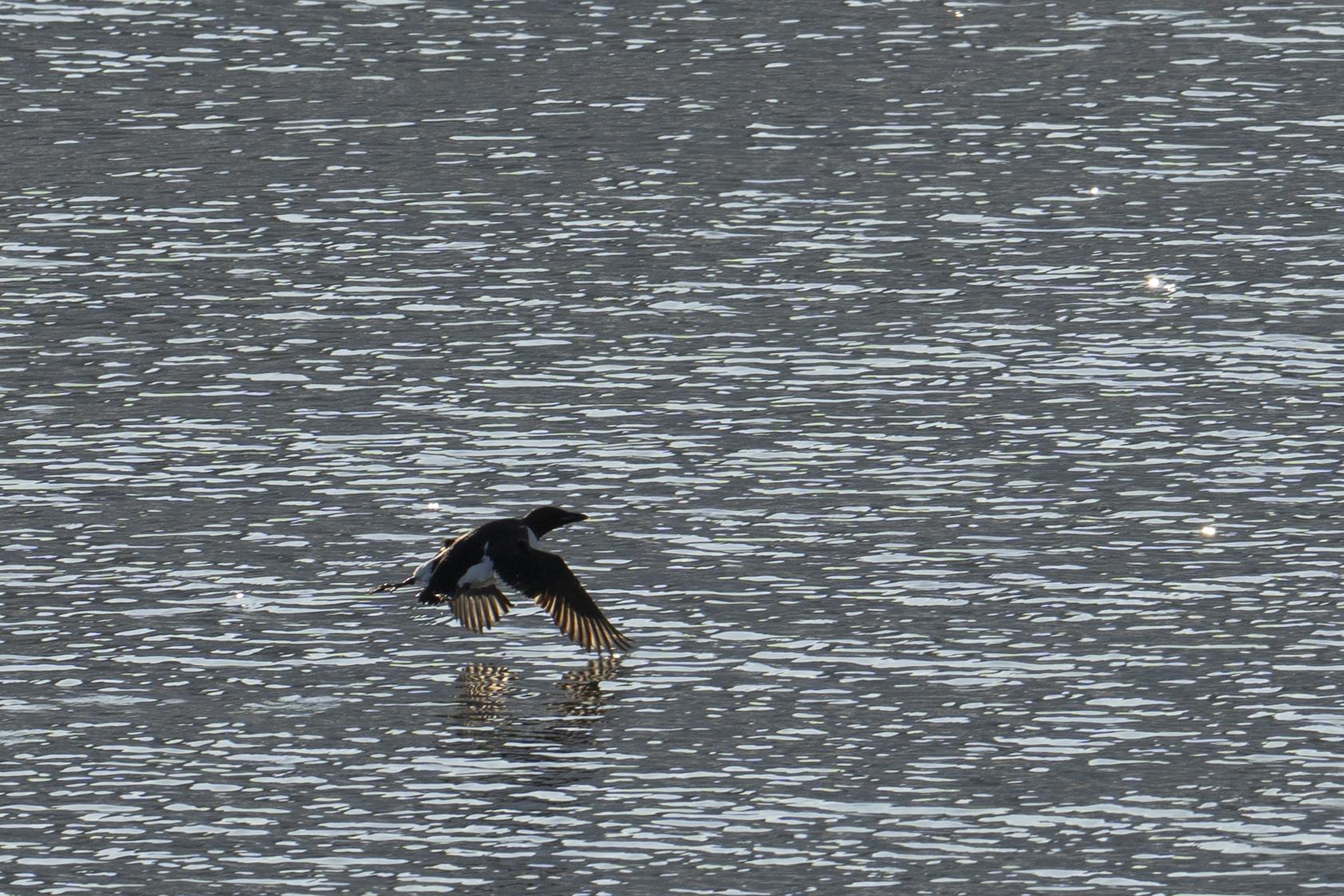 SVALBARD BIRDS - 