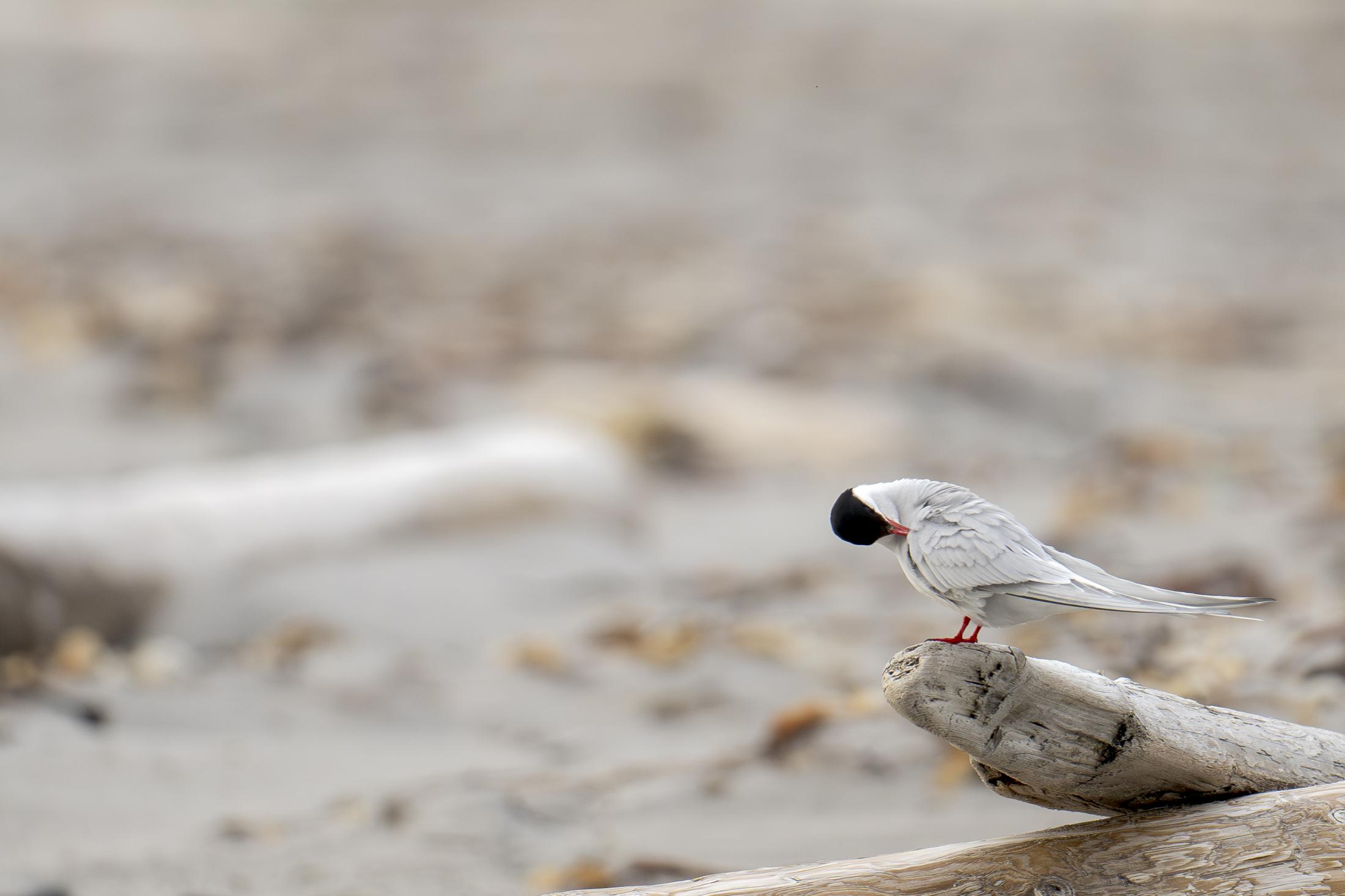 SVALBARD BIRDS