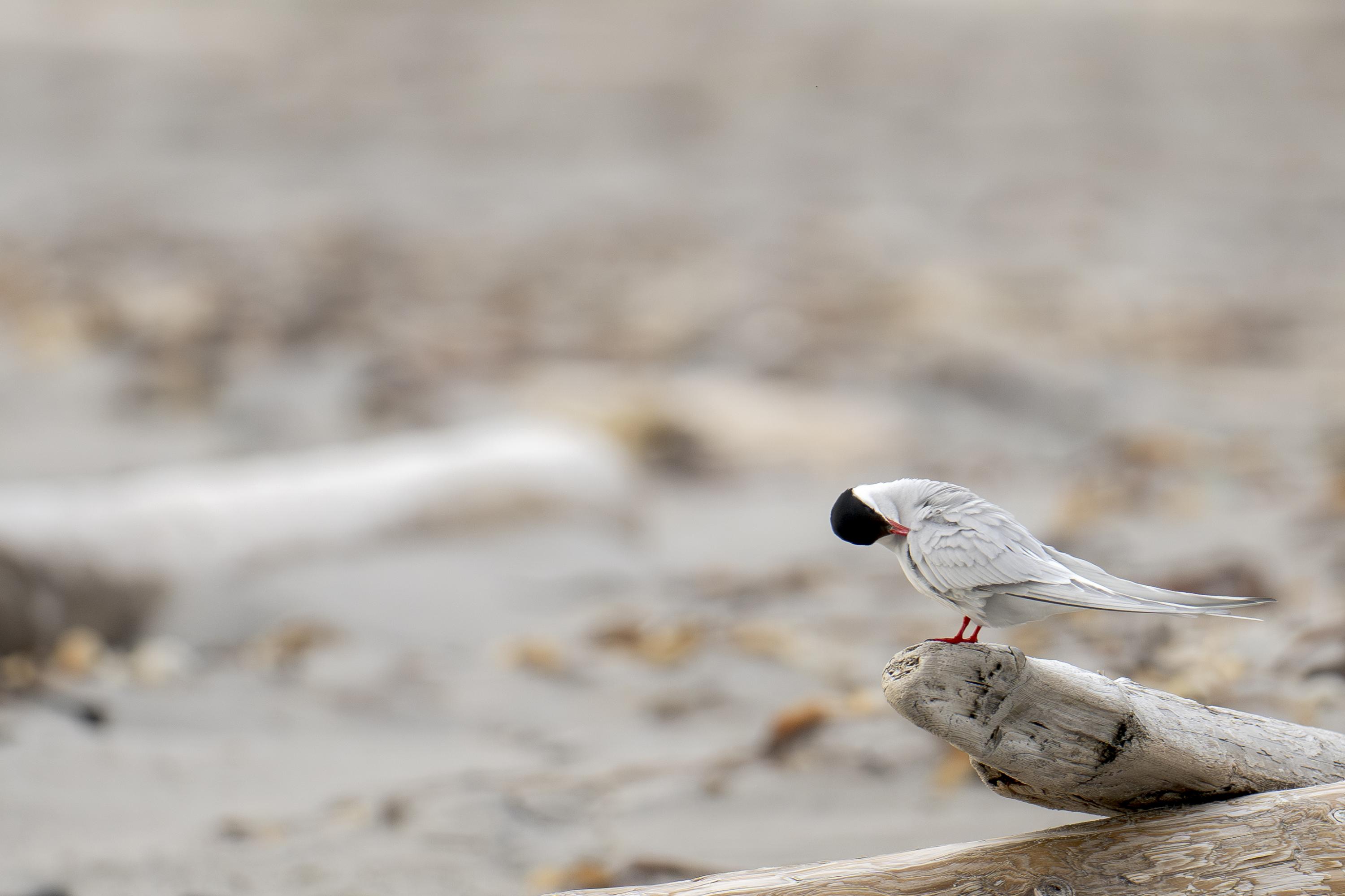 SVALBARD BIRDS - 
