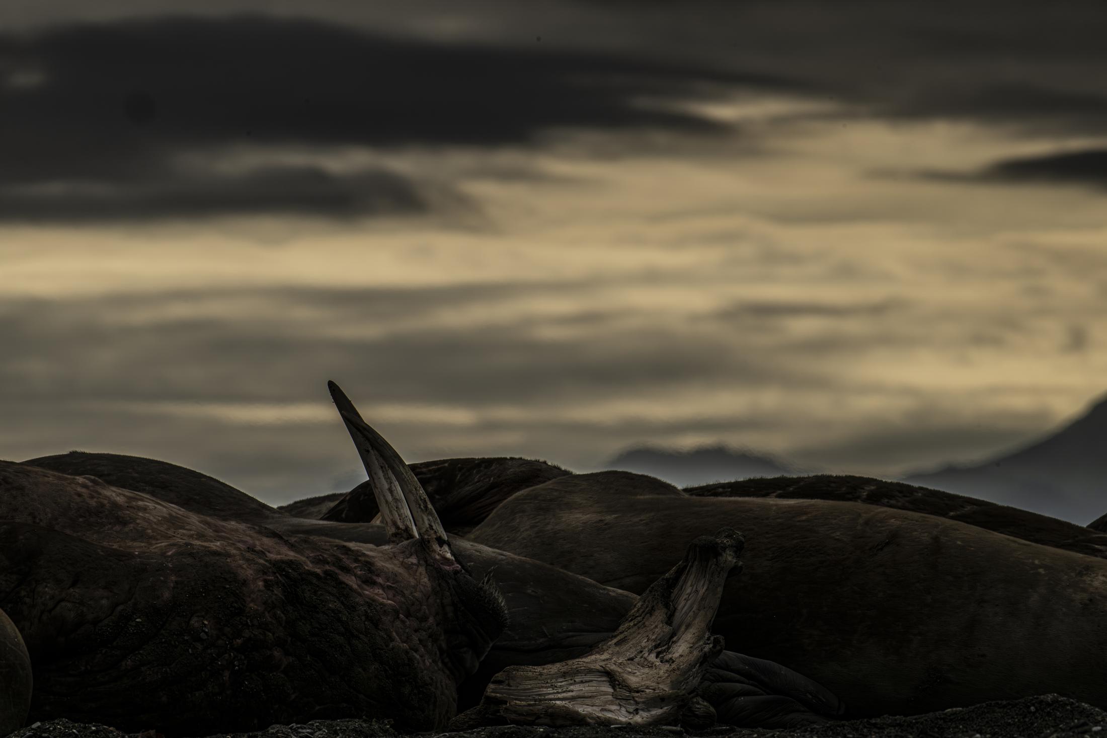 SVALBARD WALRUSES 