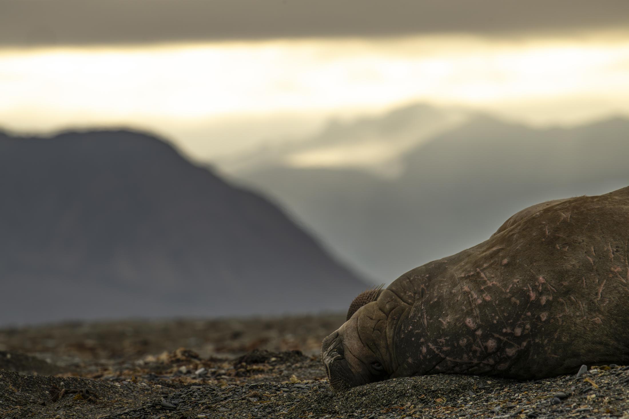 SVALBARD WALRUSES 