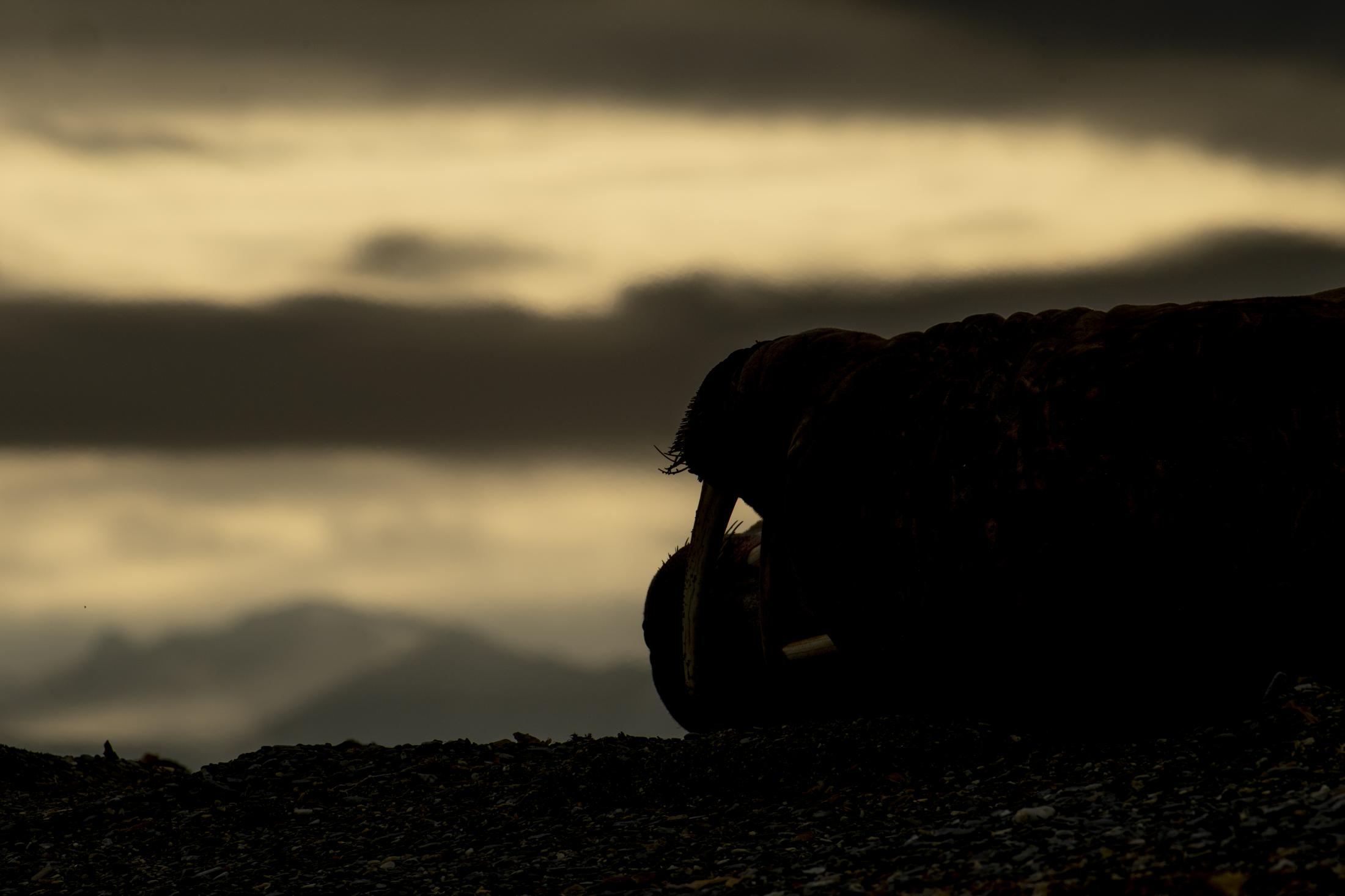 SVALBARD WALRUSES 