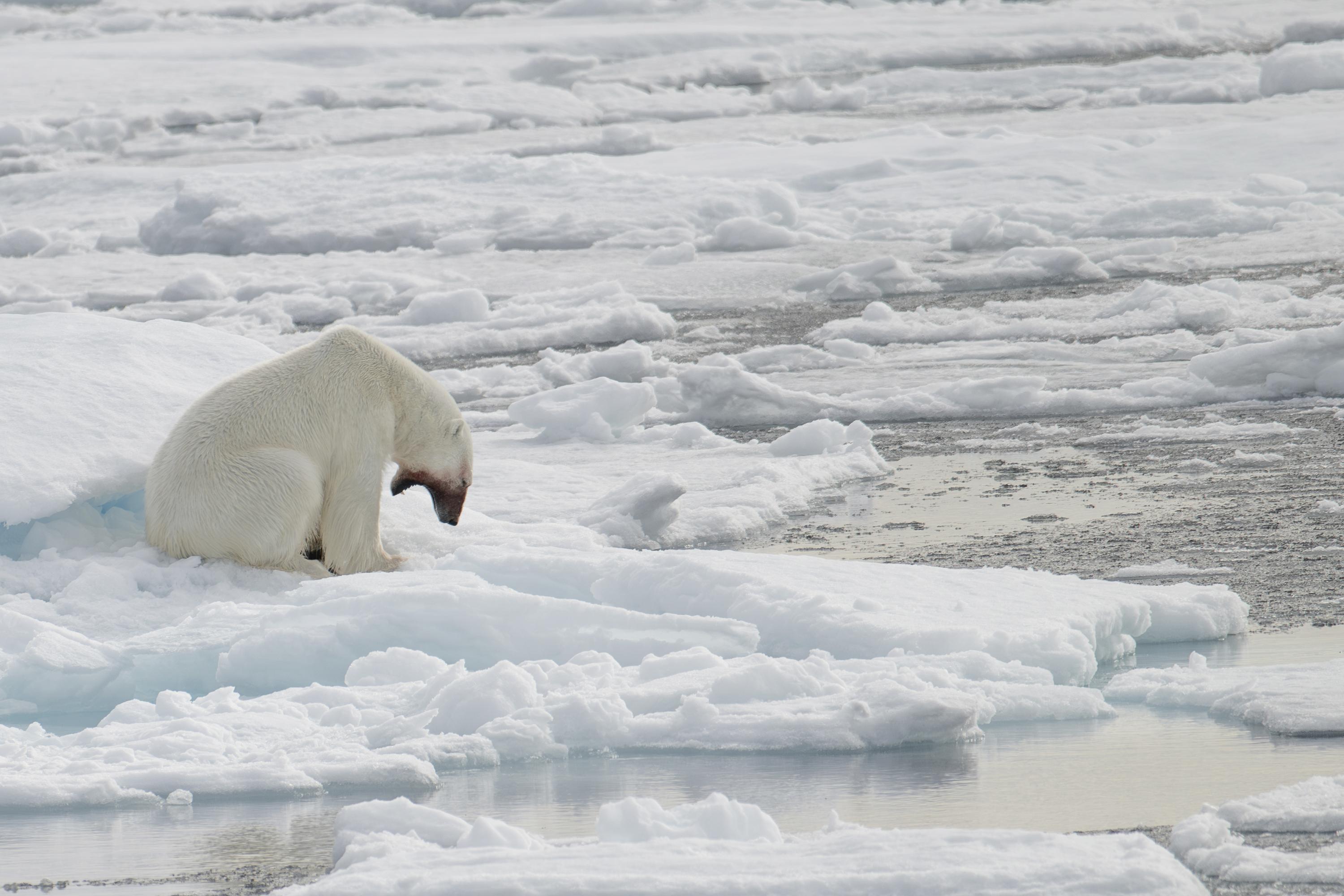 SVALBARD BEARS 1 - 