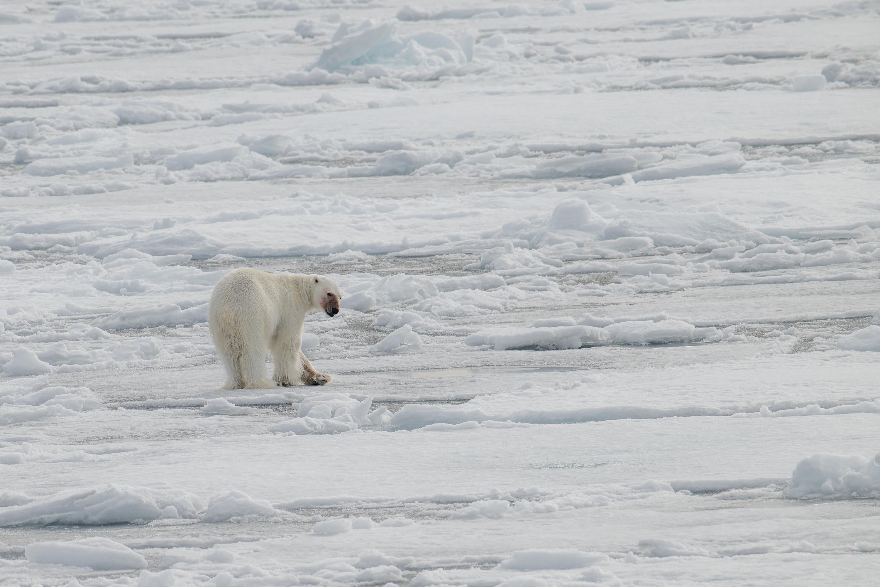 SVALBARD BEARS 1 - 