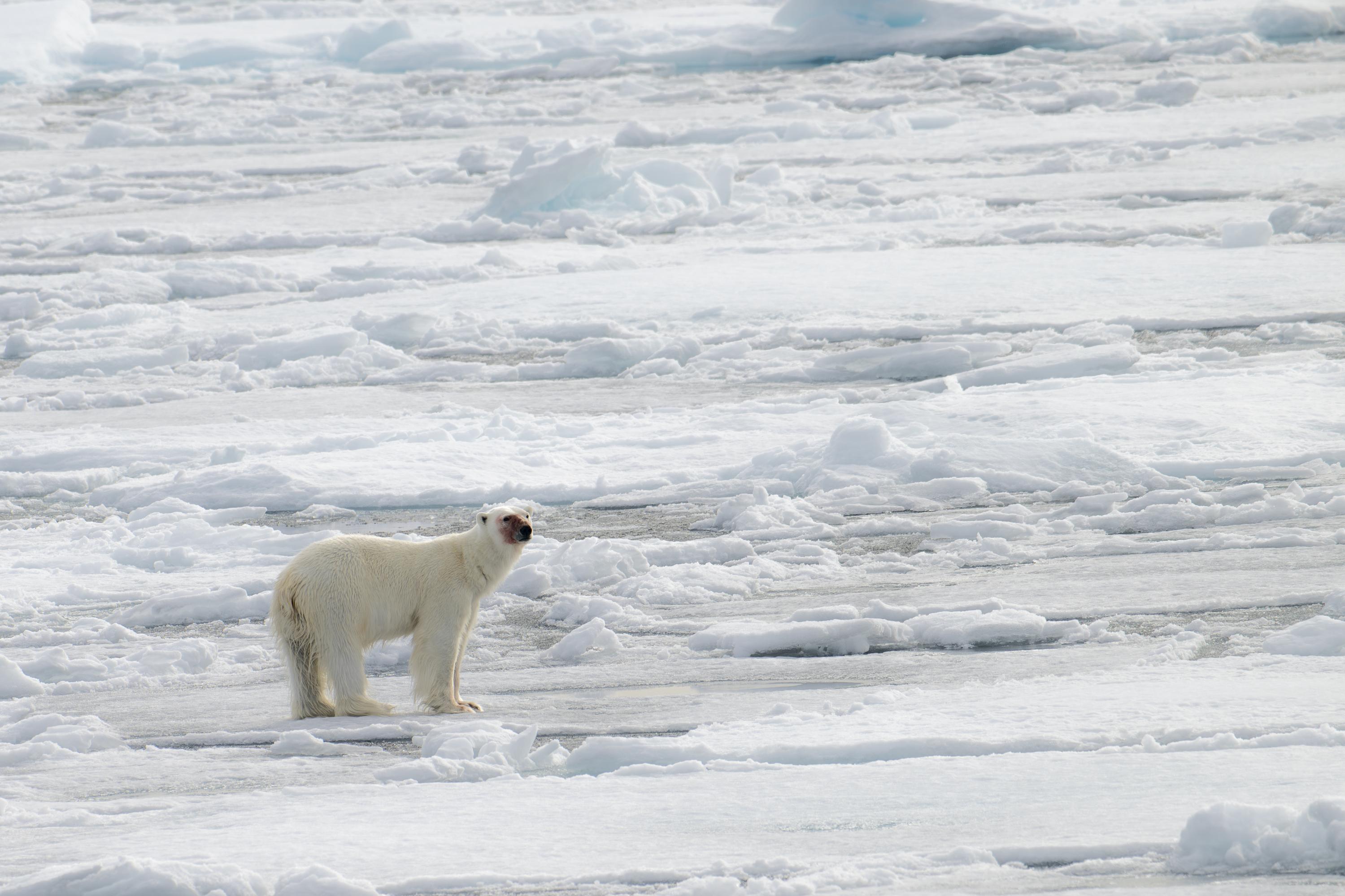 SVALBARD BEARS 1 - 