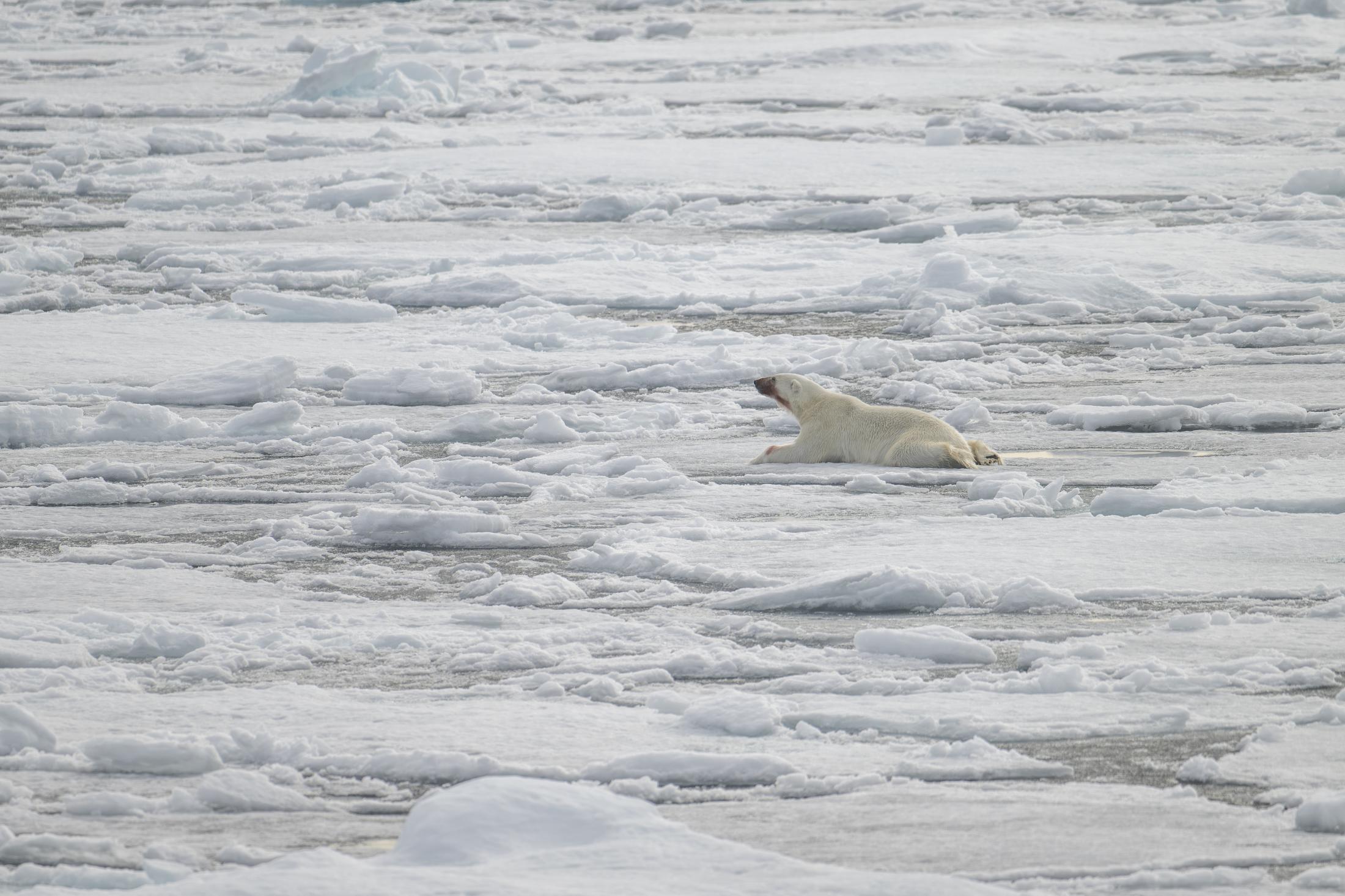 SVALBARD BEARS