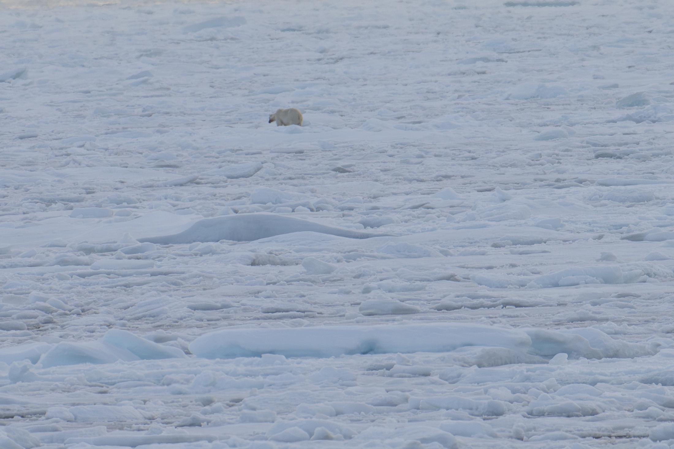 SVALBARD BEARS