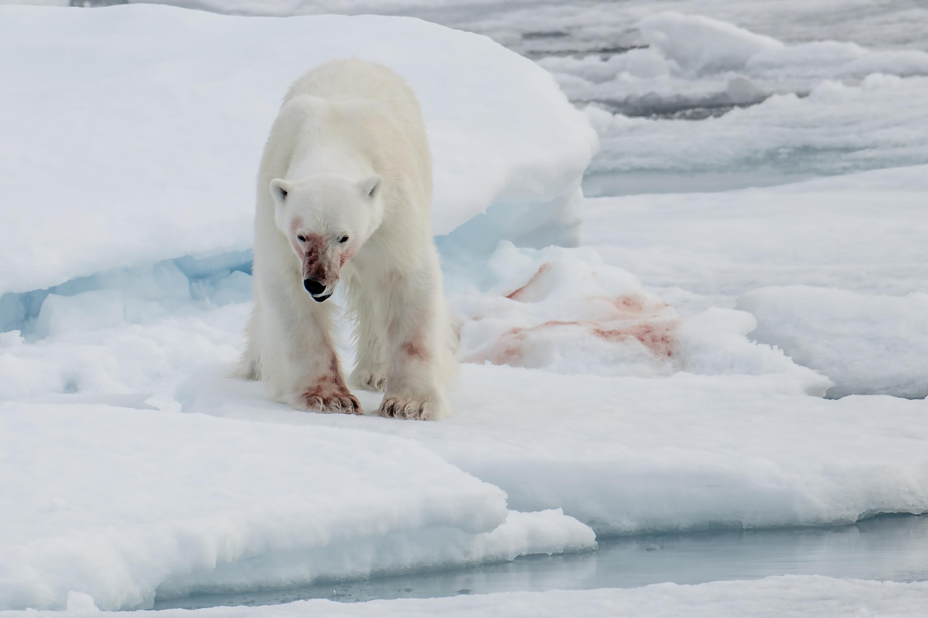 SVALBARD BEARS 1 - 