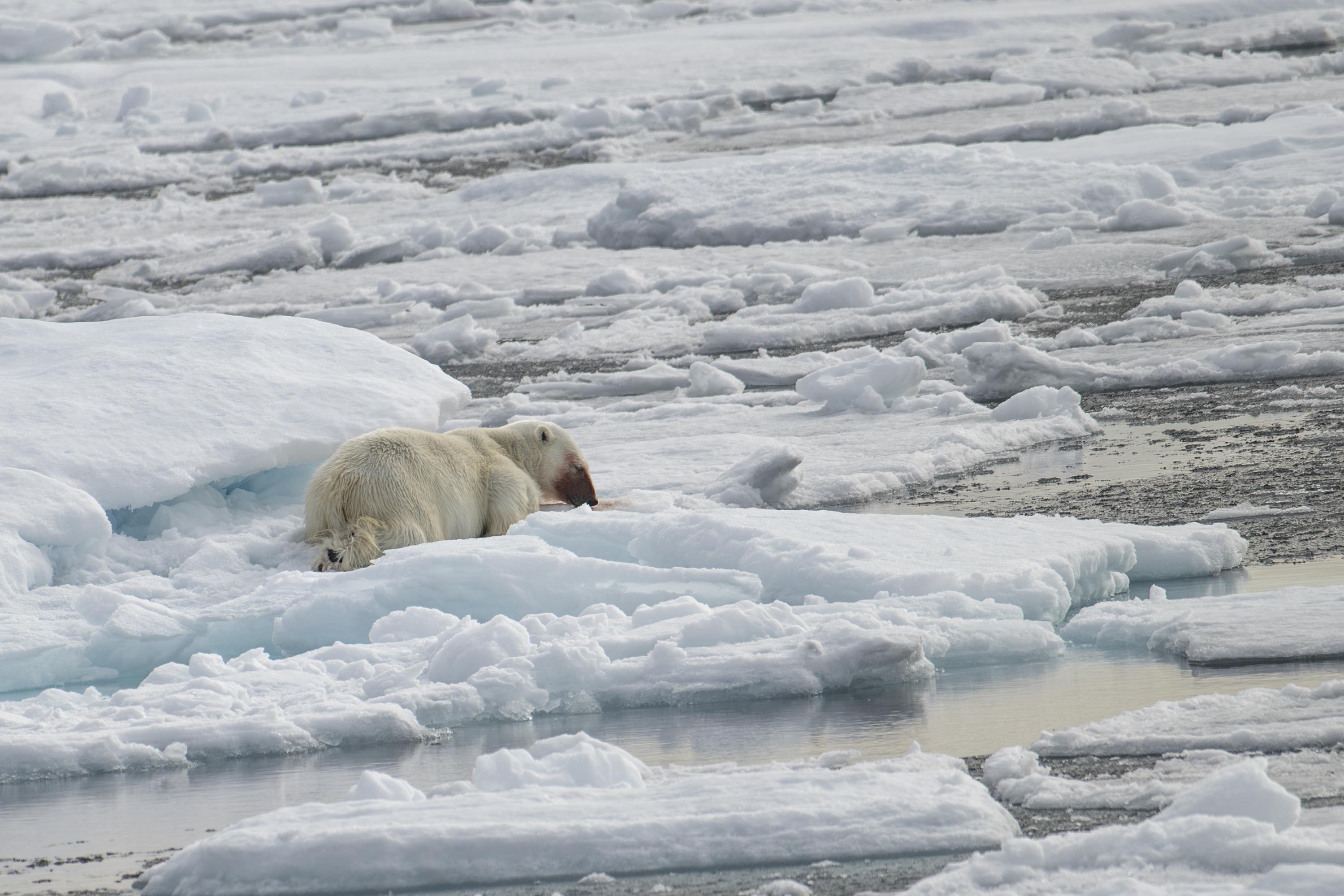 SVALBARD BEARS 1 -   