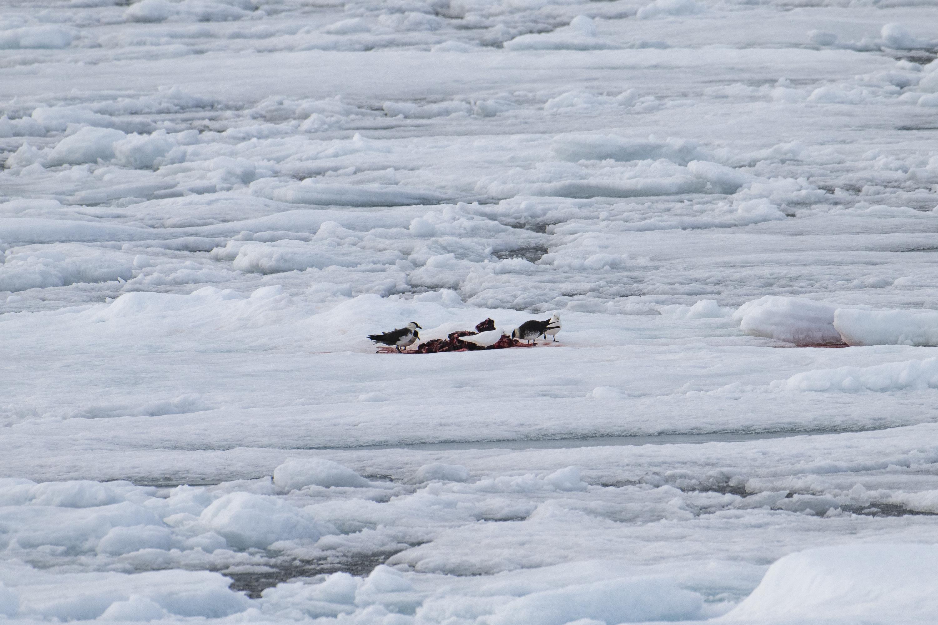 SVALBARD BEARS 1 -   