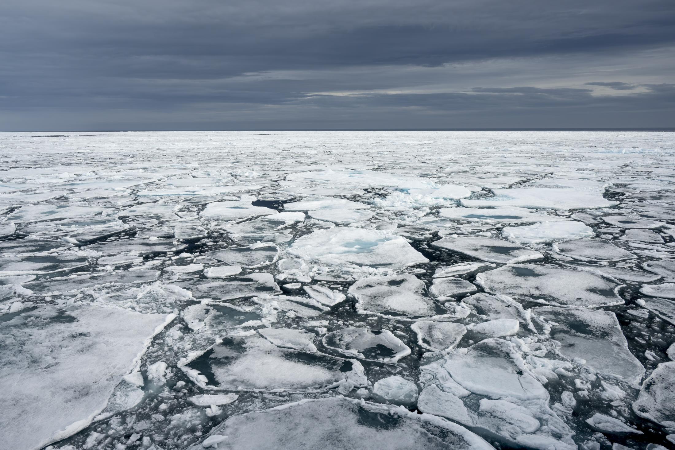 SVALBARD BEARS