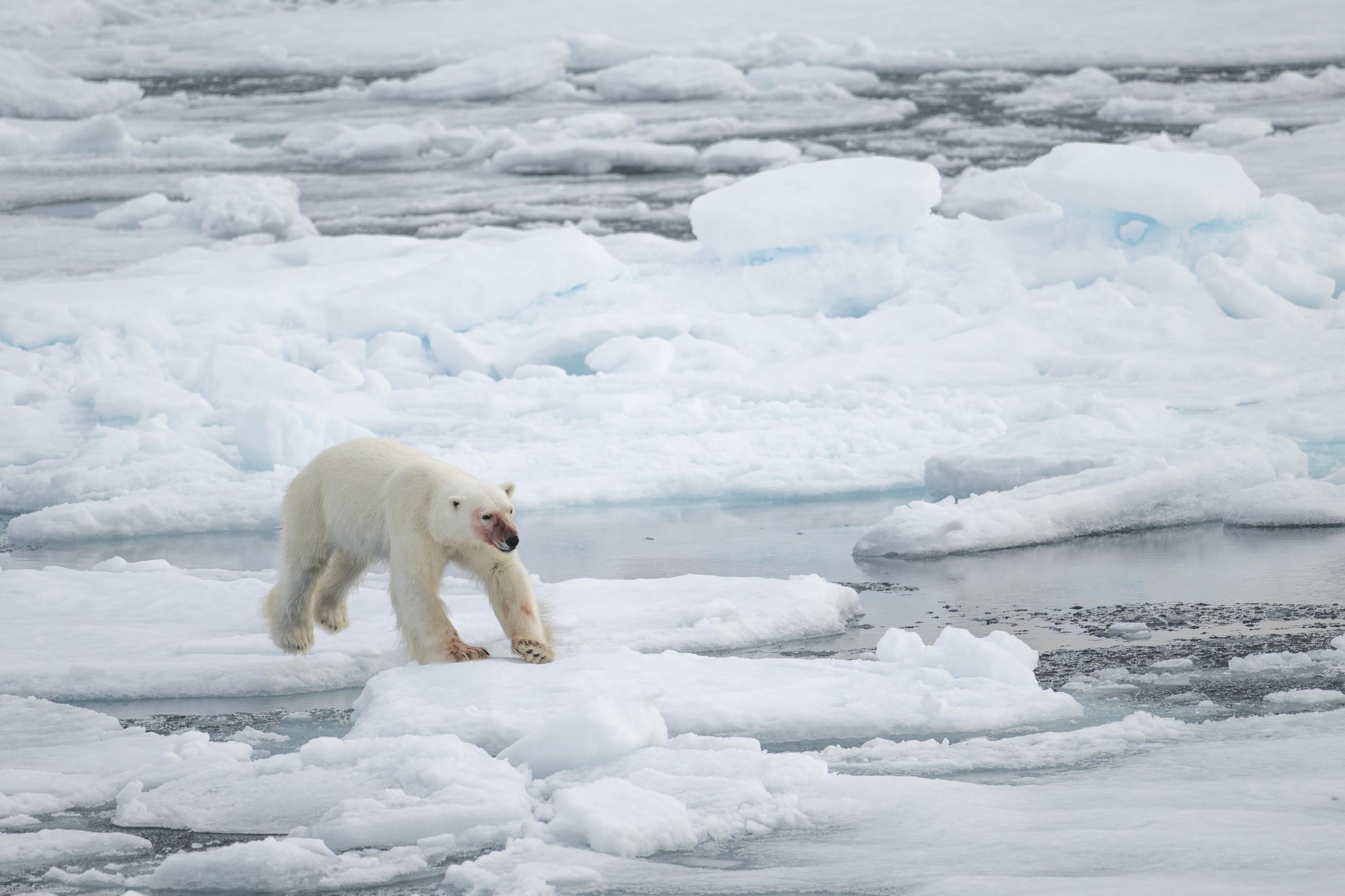 SVALBARD BEARS 1 -   