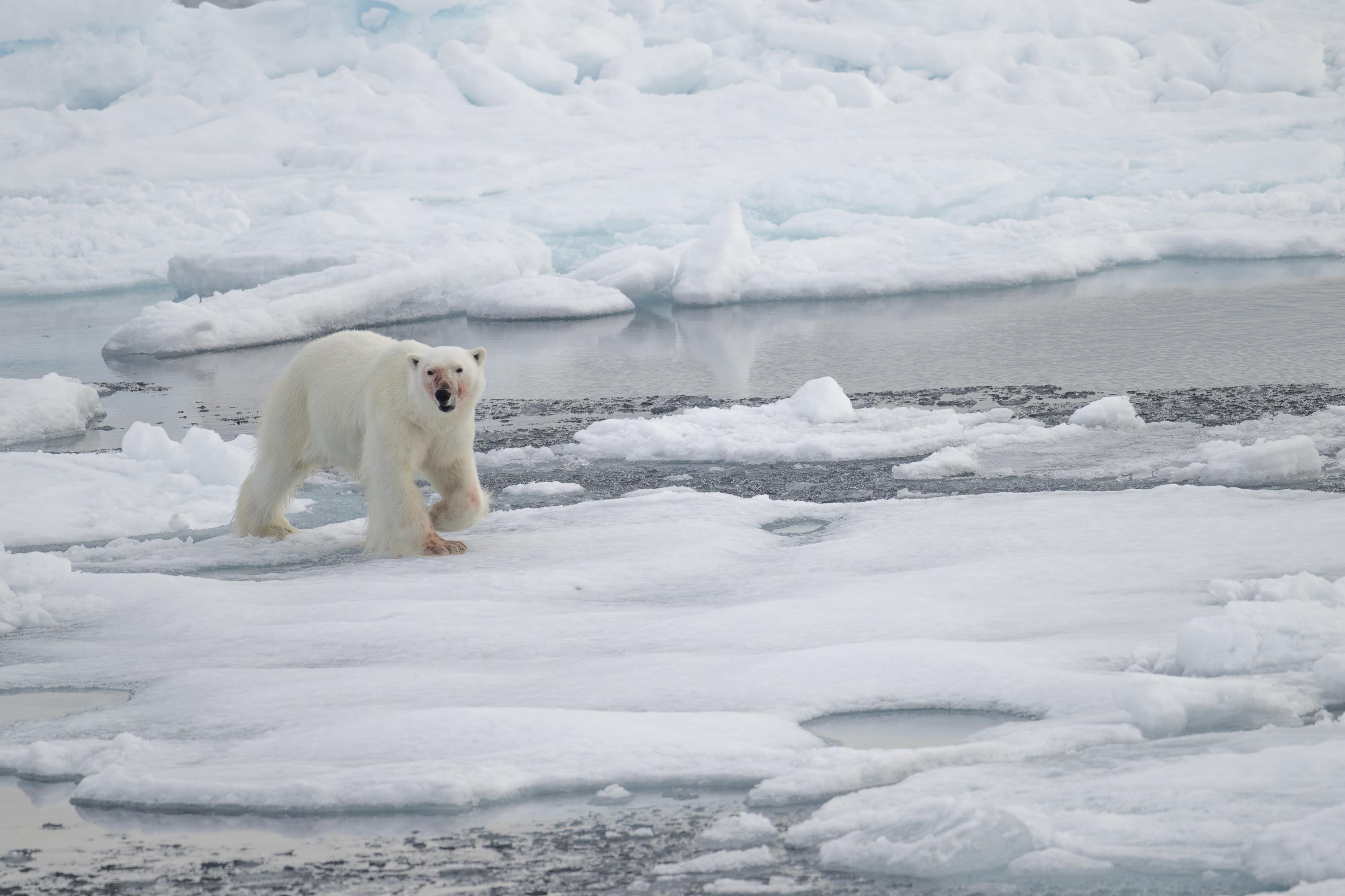 SVALBARD BEARS 1 -   
