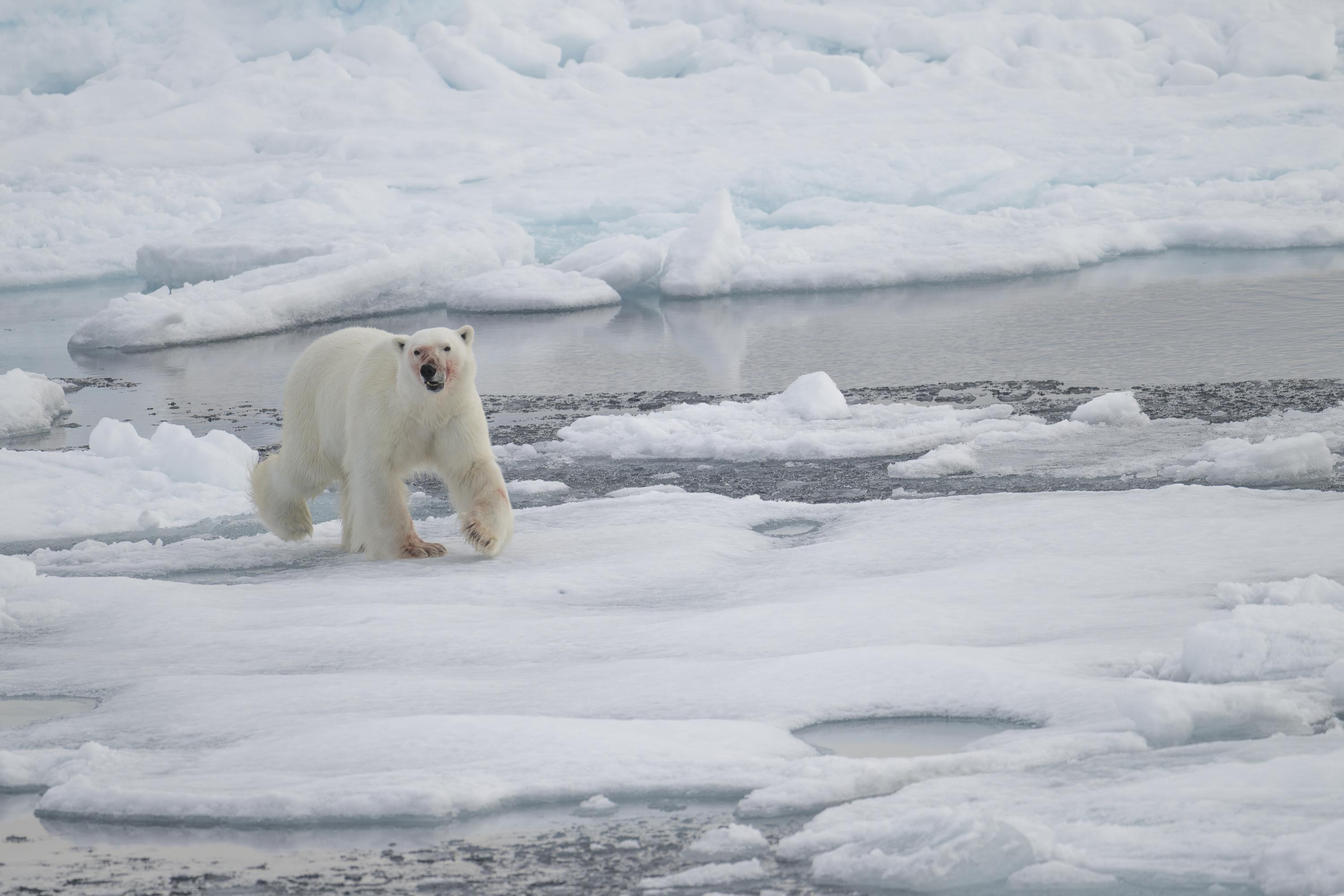 SVALBARD BEARS 1 -   
